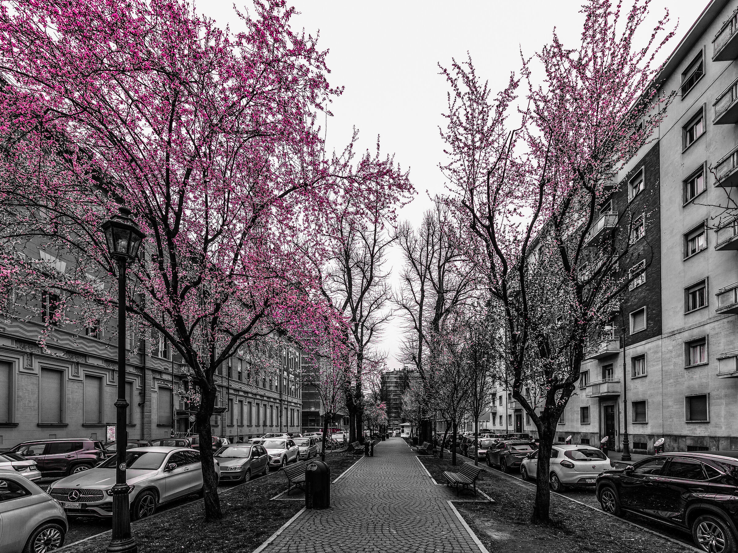 Turin in bloom...