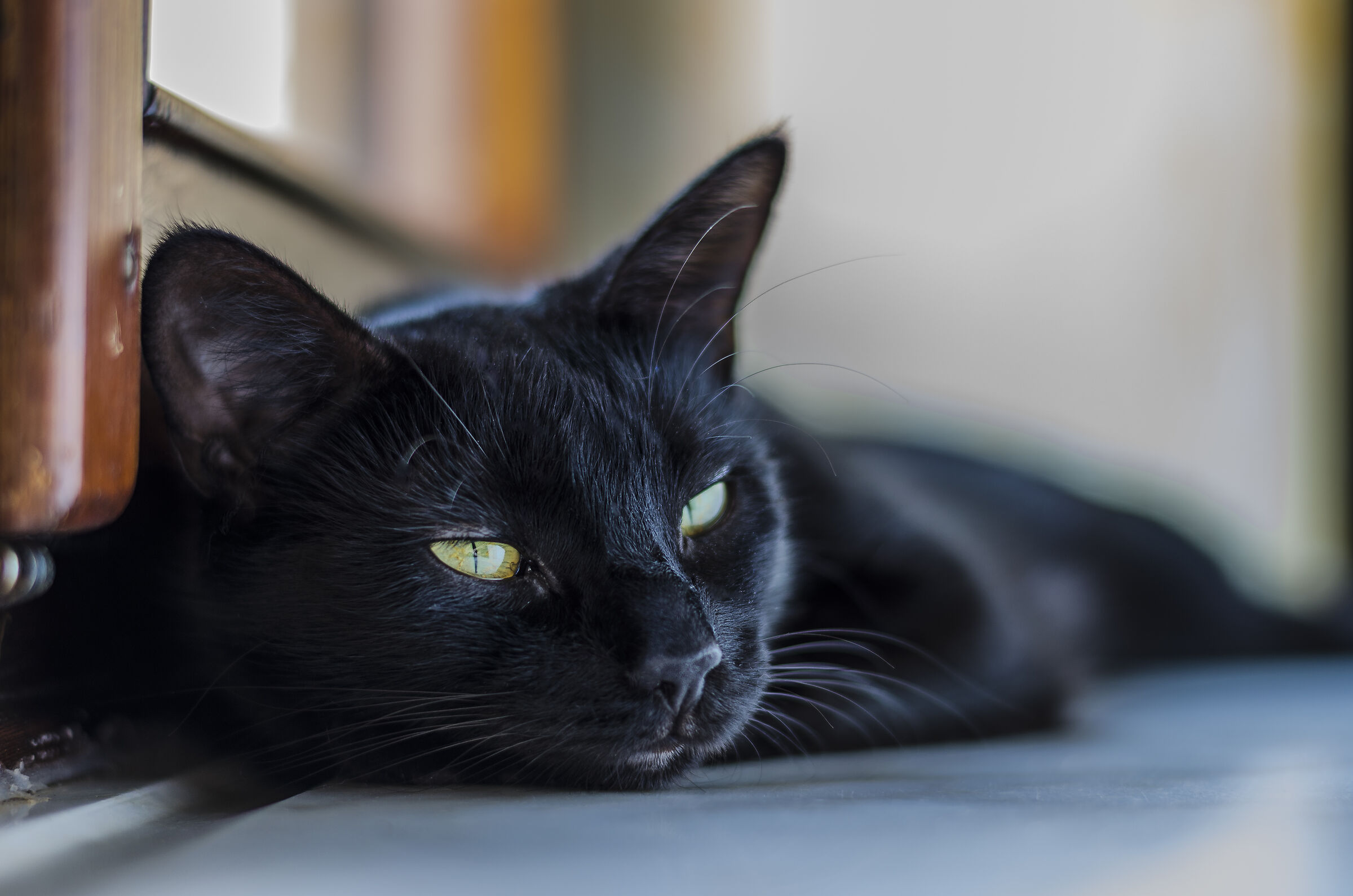 Black cats are not bad luck...