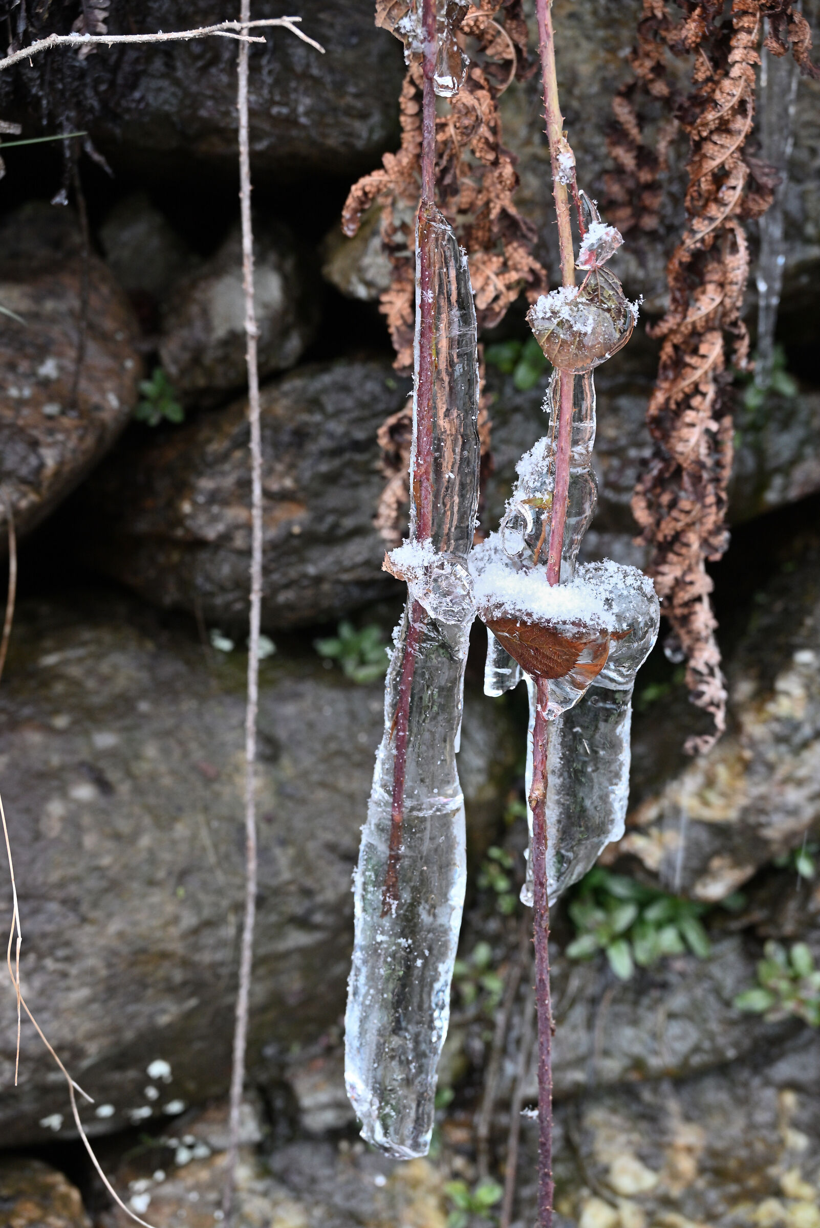 frozen branch...