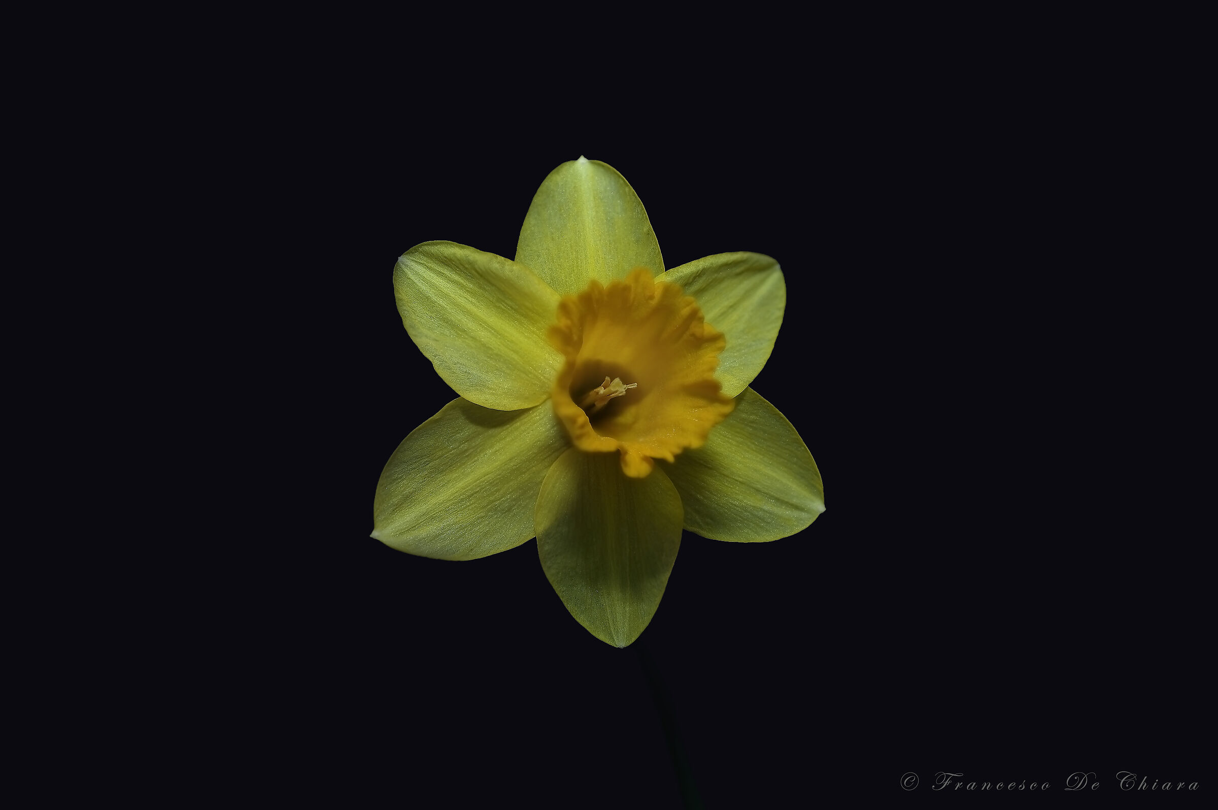 Narcissus...