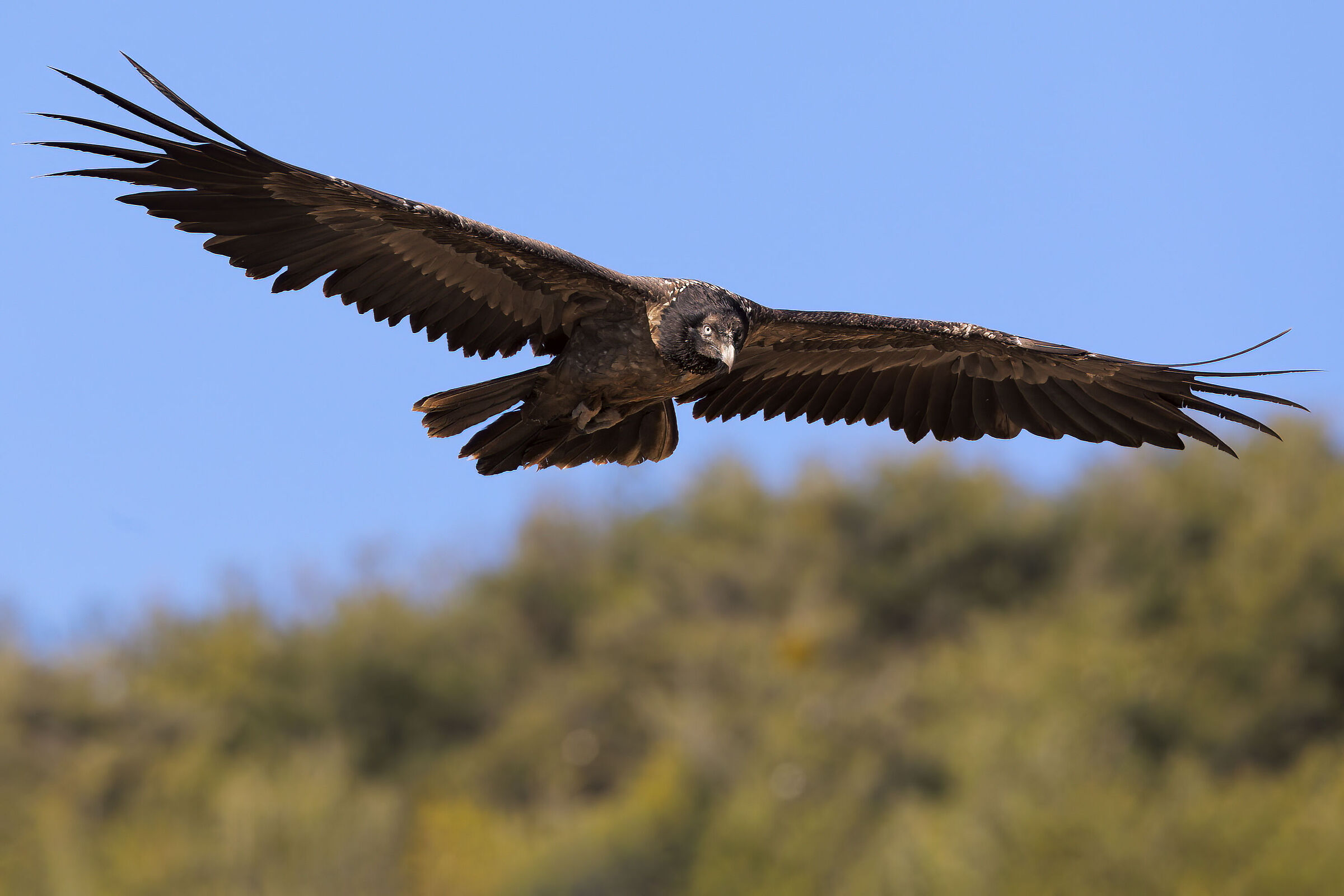 Bearded vulture (juv.)...