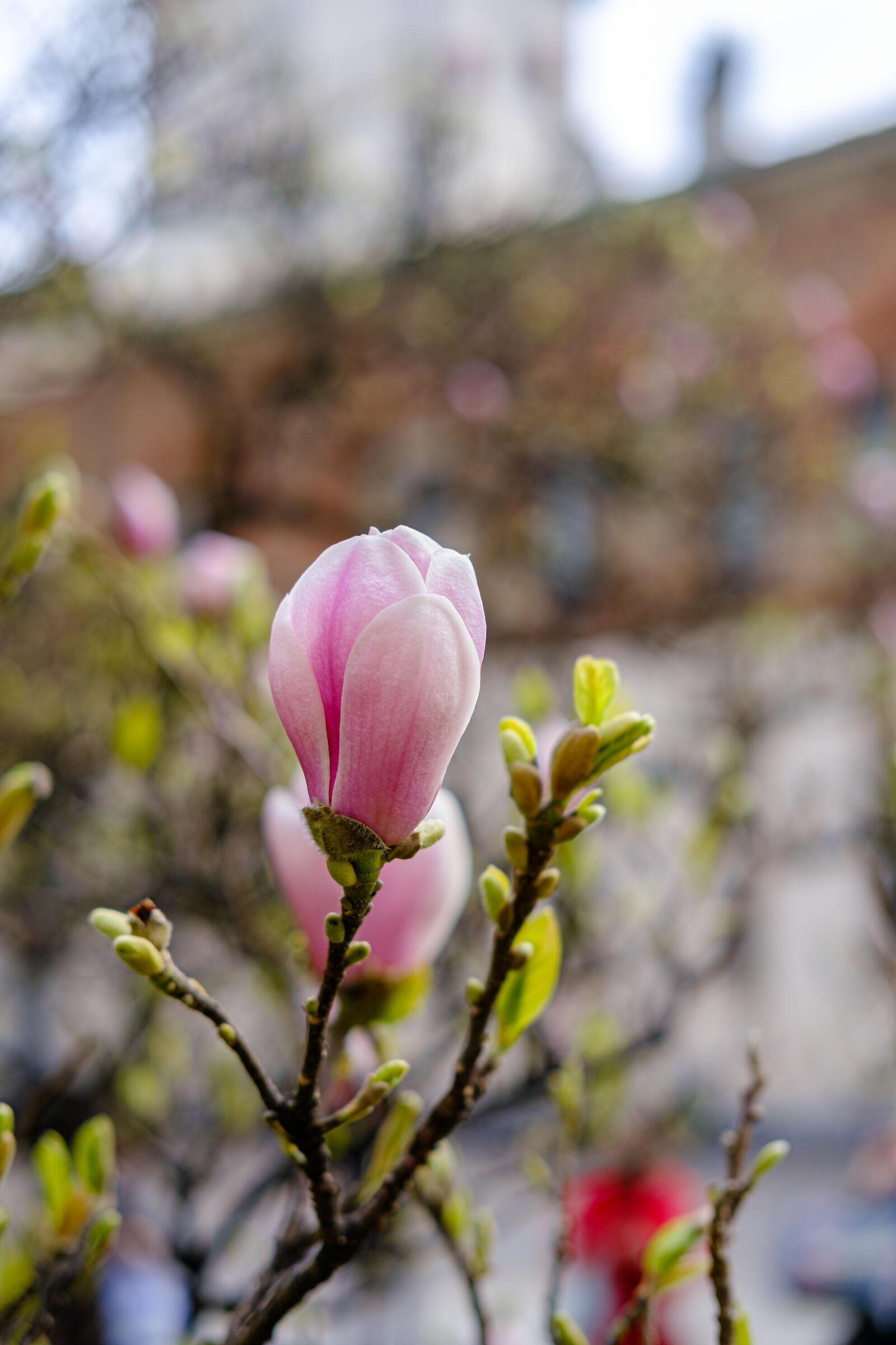 Magnolia ...