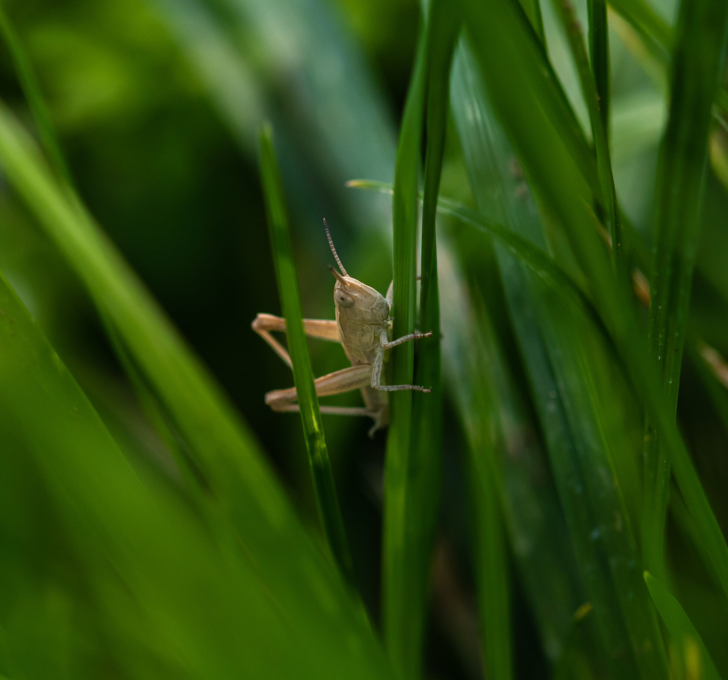 Grass...