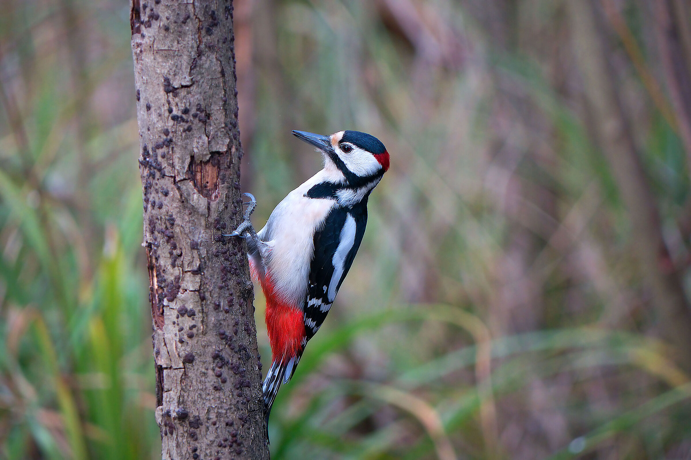 woodpecker r.m....