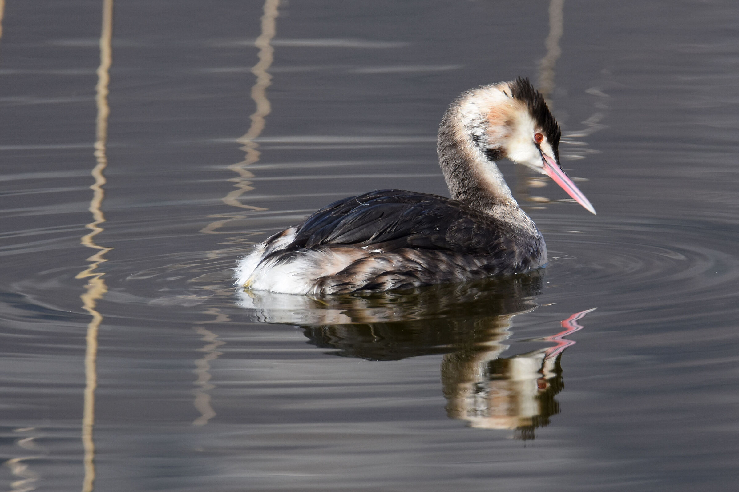 Grebe...