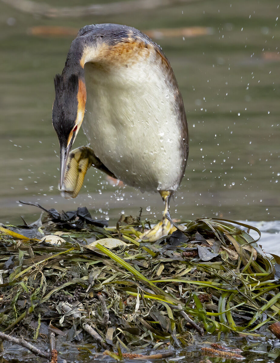 a jump on the nest, great grebe...