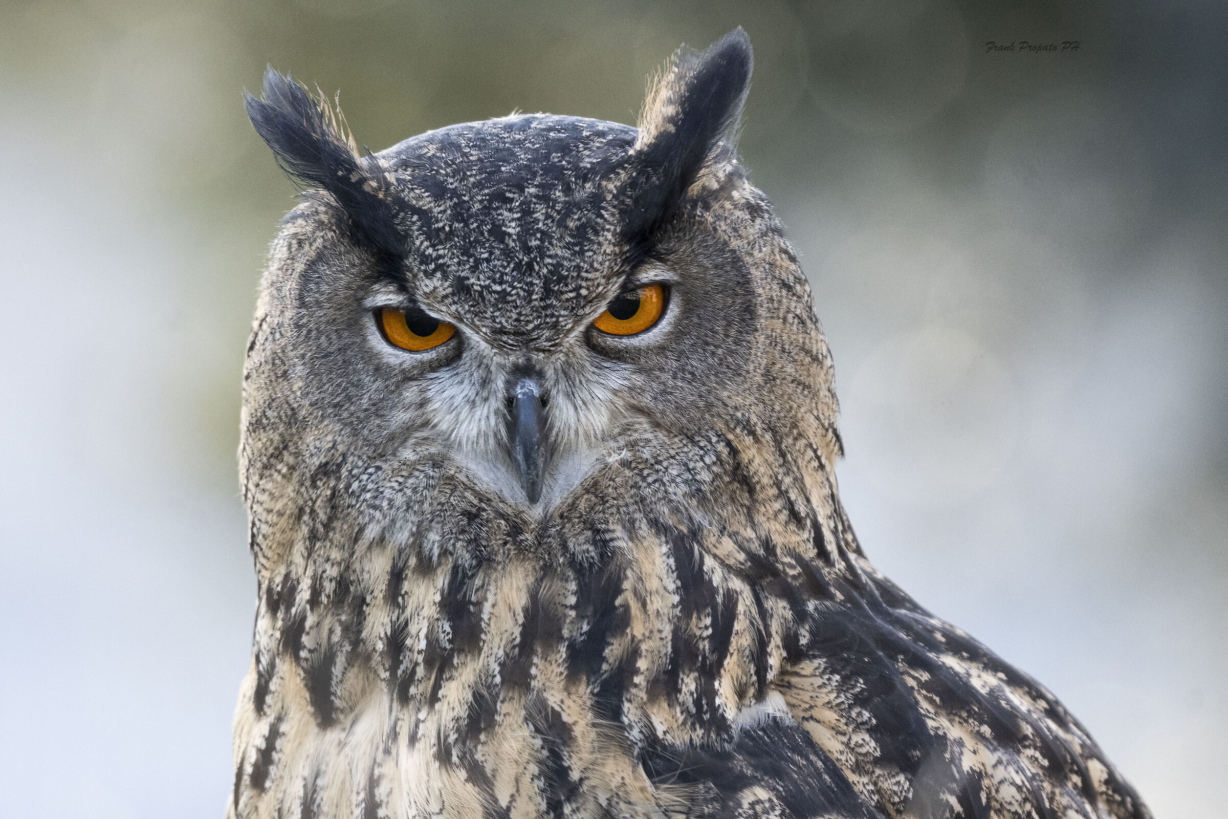Merlin Eagle Owl...