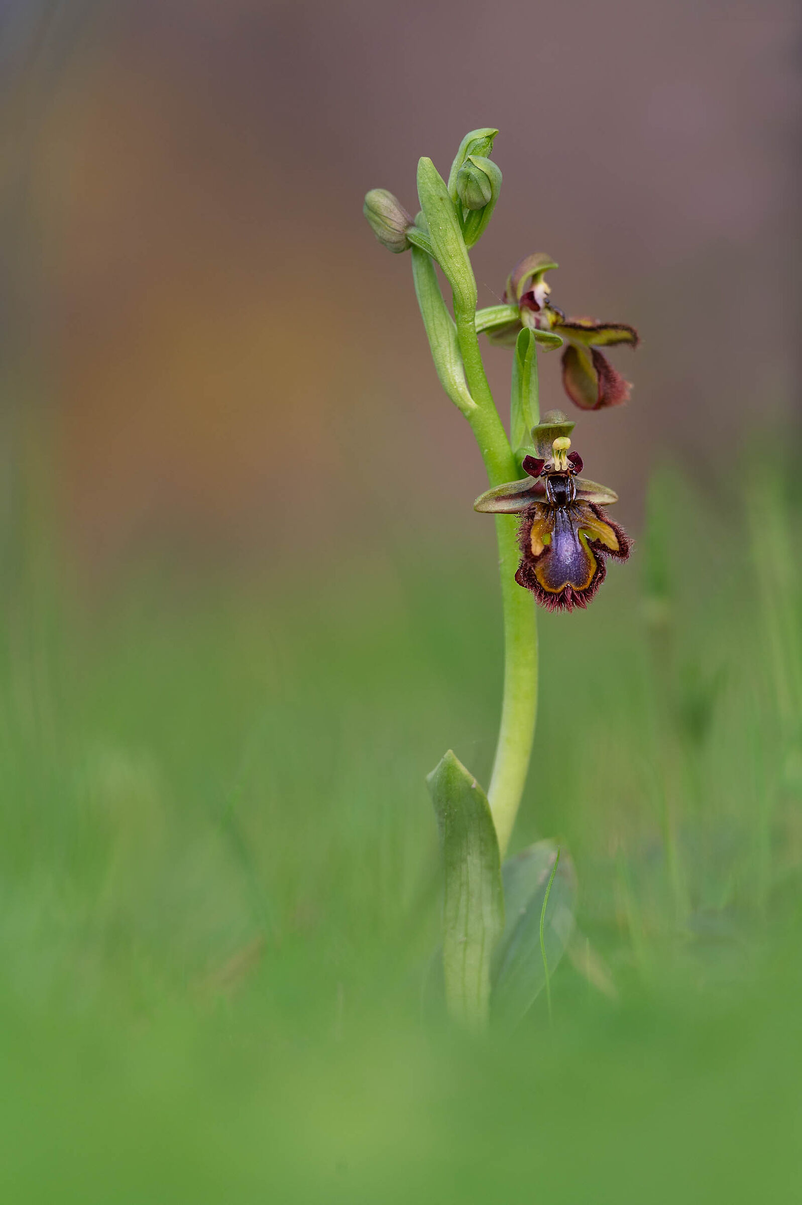 Ophrys speculum...