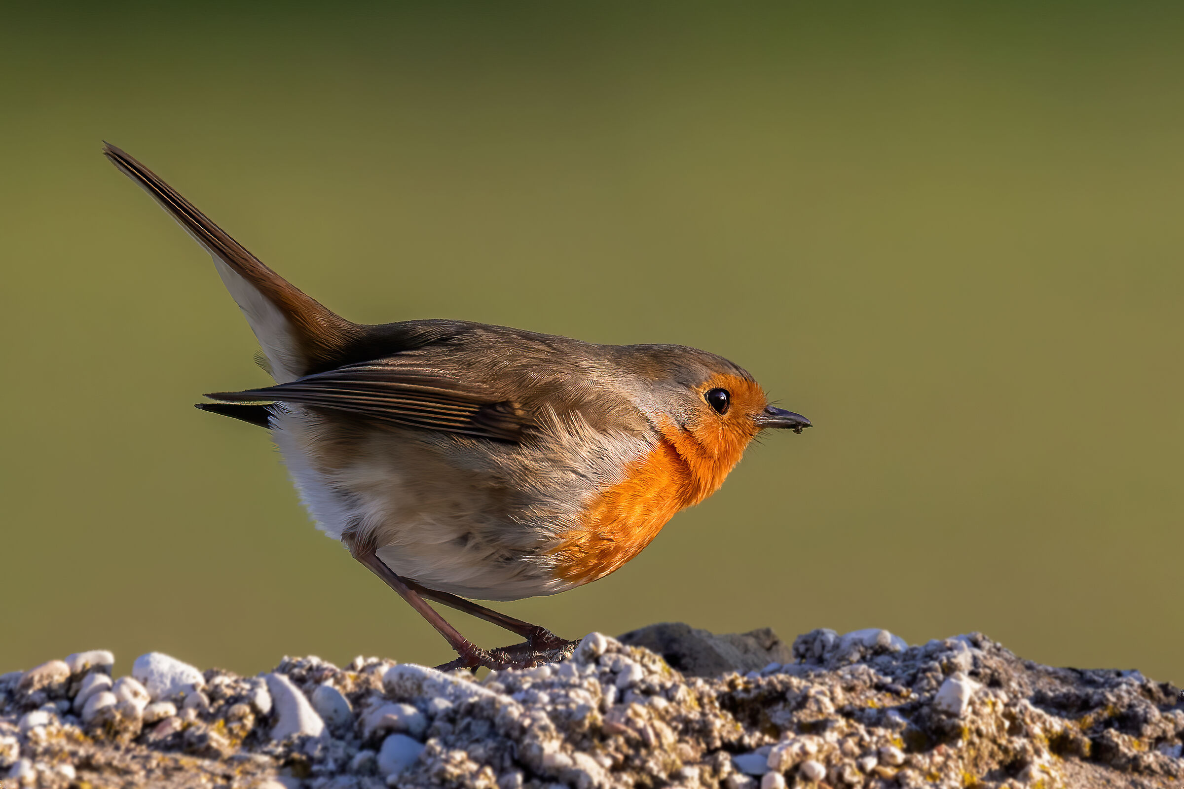 Robin...