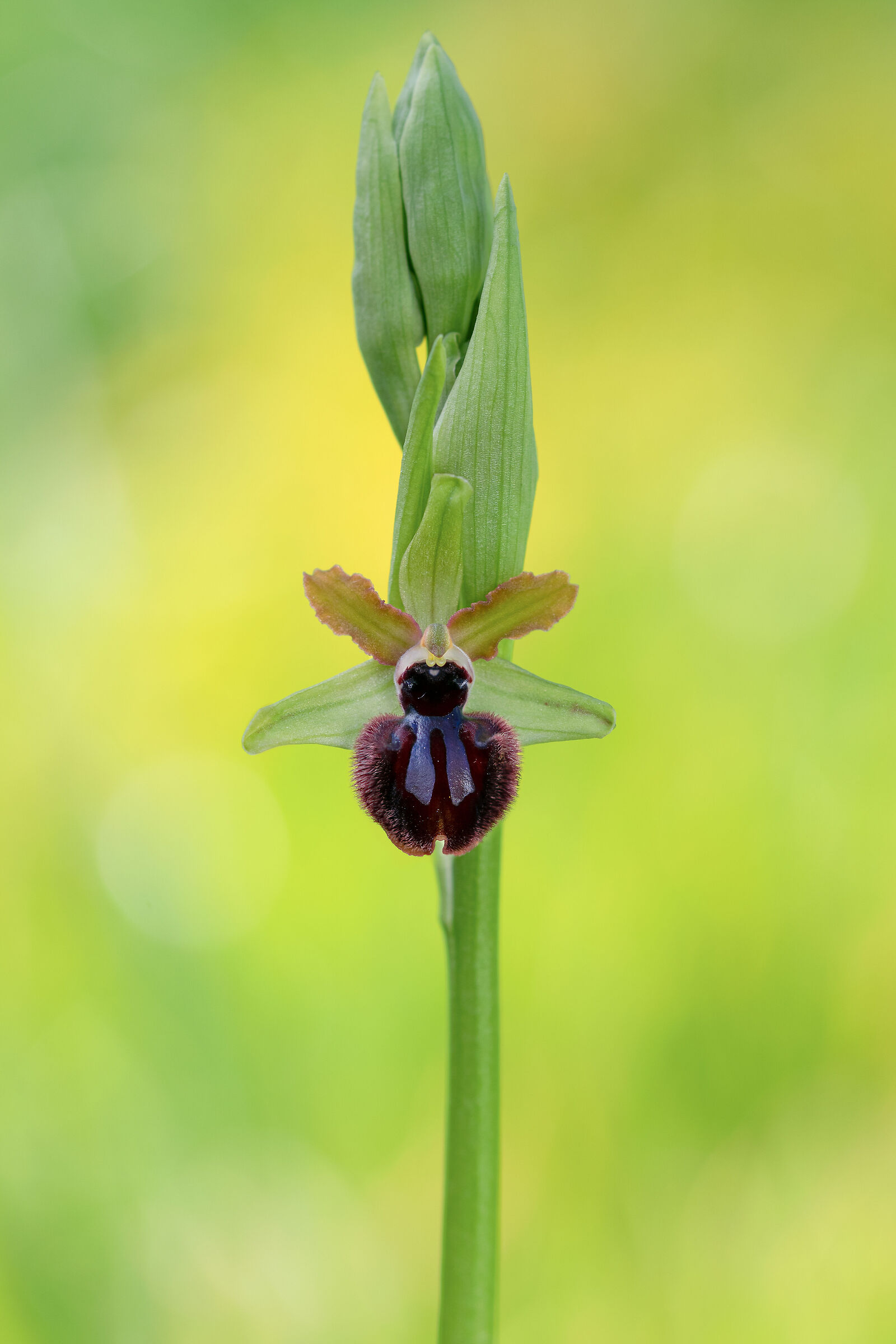 Ophrys incubacea 2...