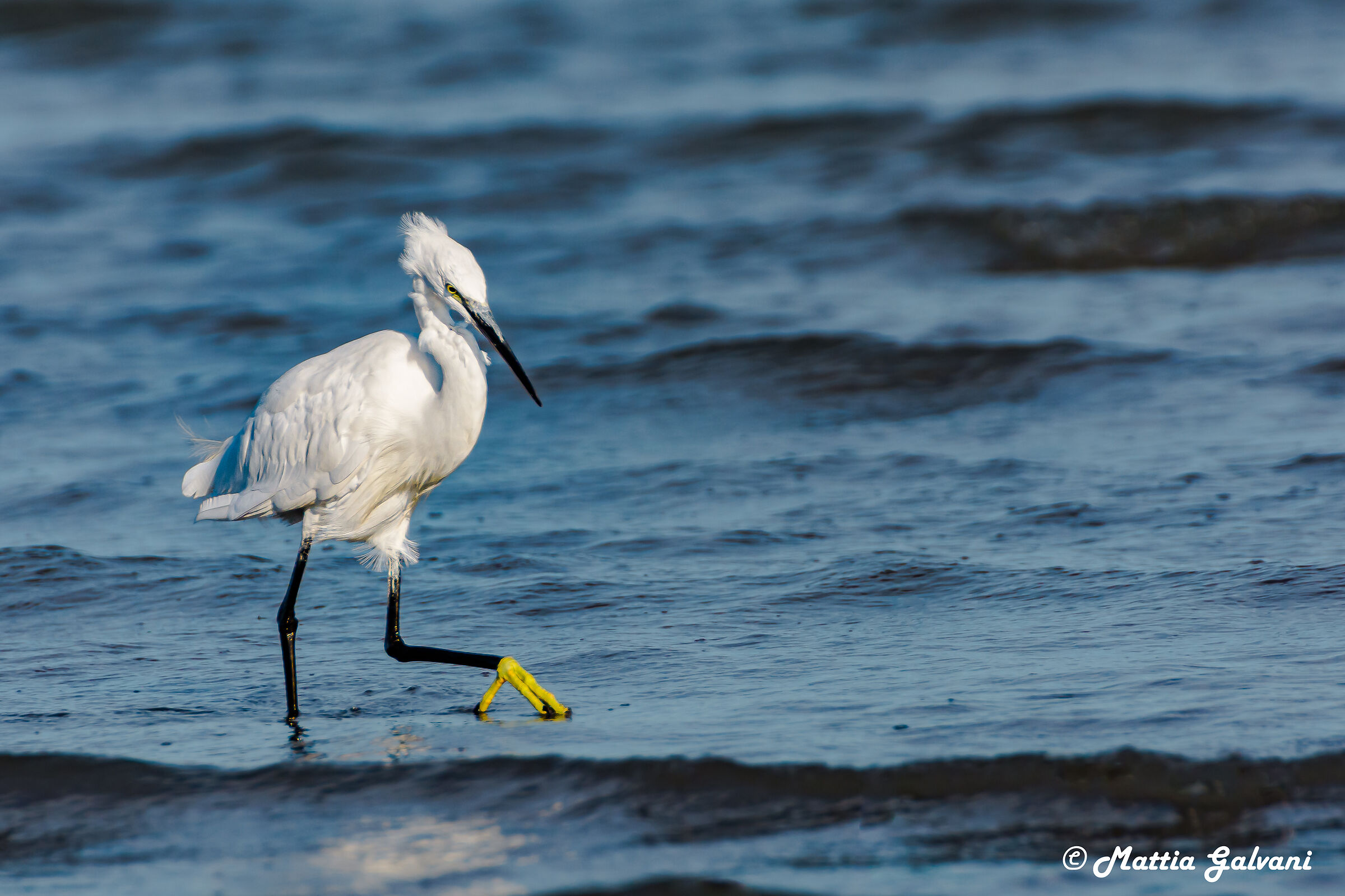Egret hunting the sea...