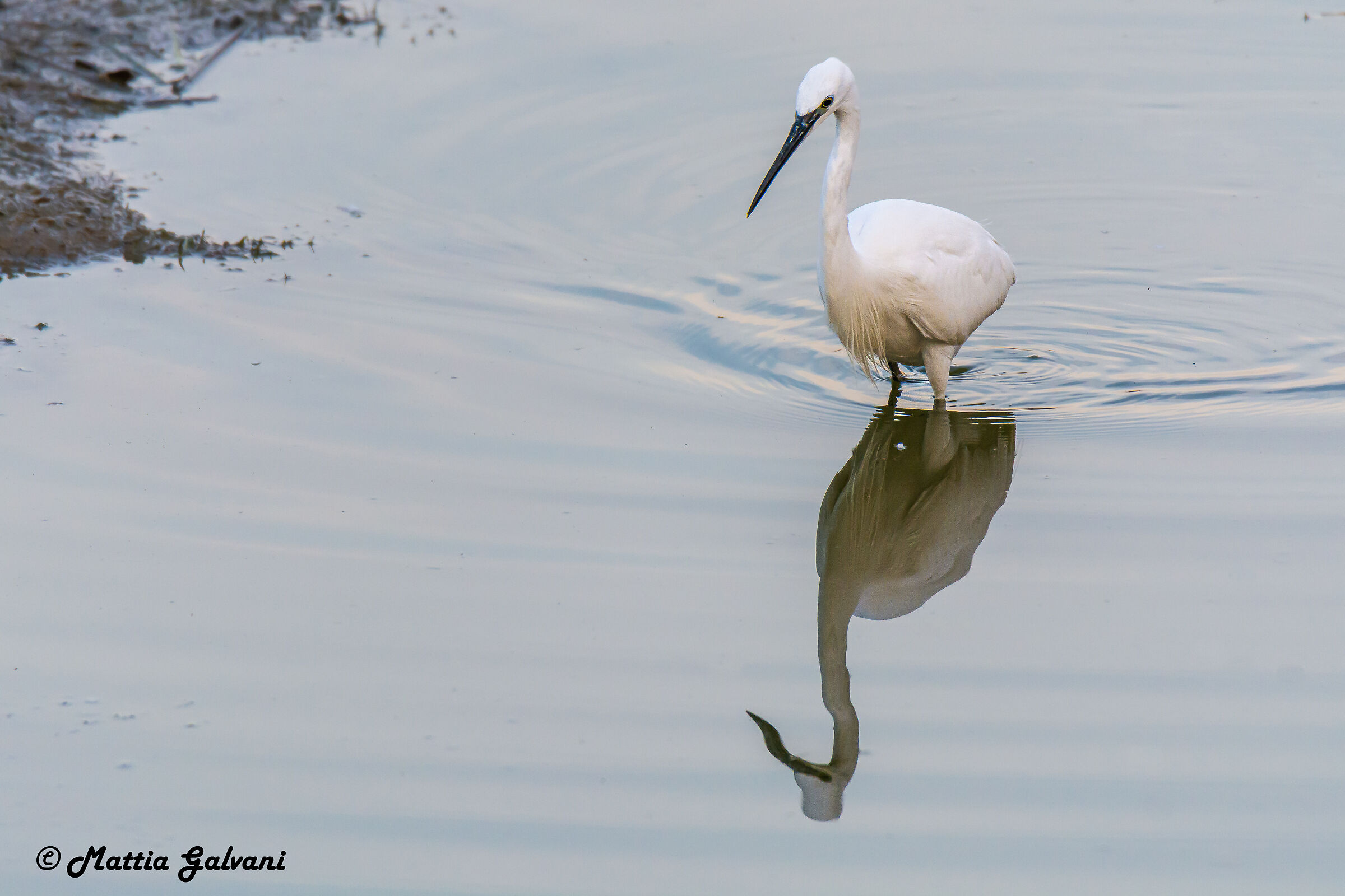 Egret in front of the mirror......