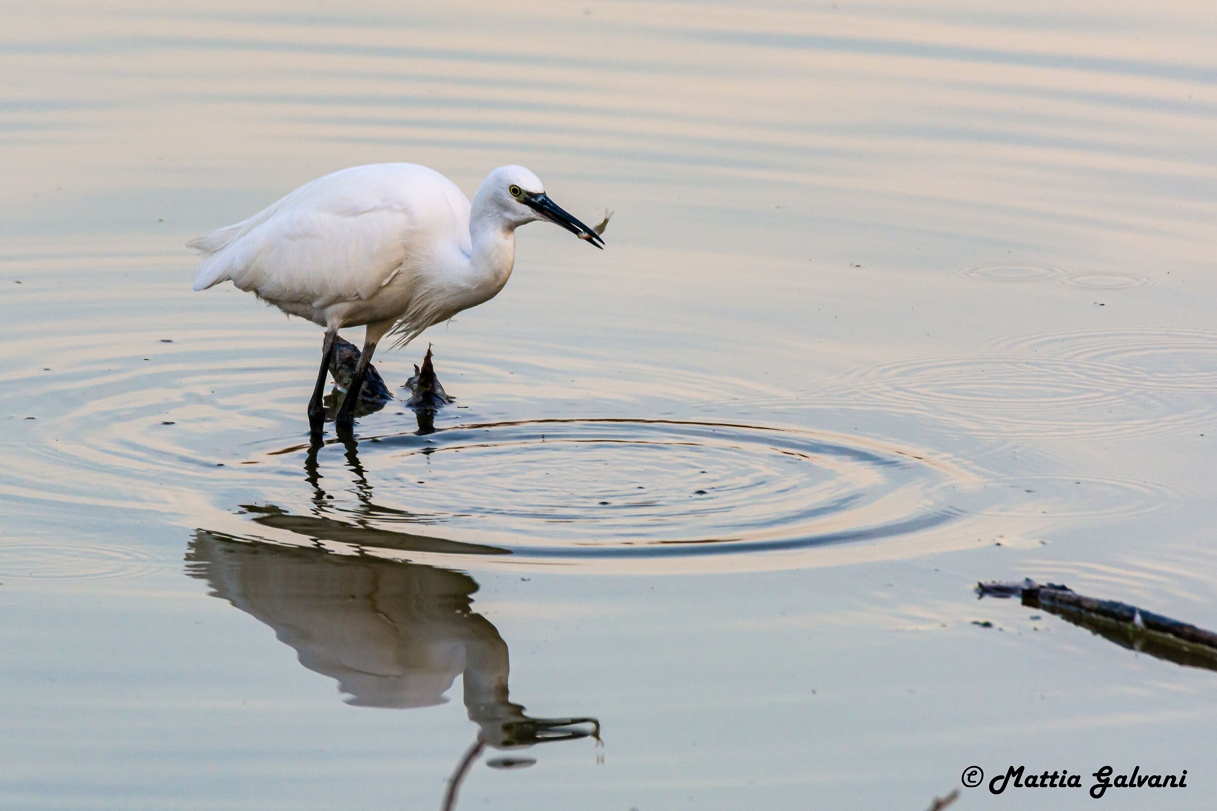 Egret with little fish...