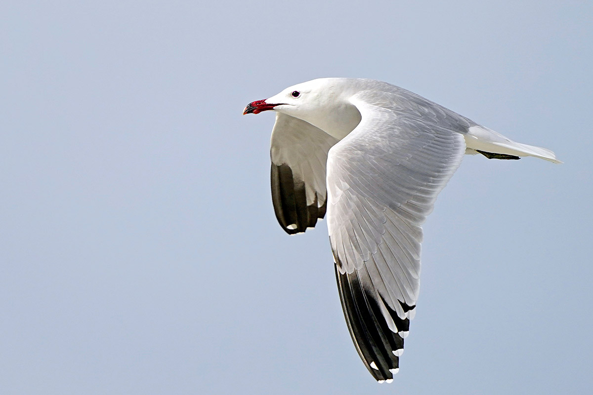 Corsican seagull...