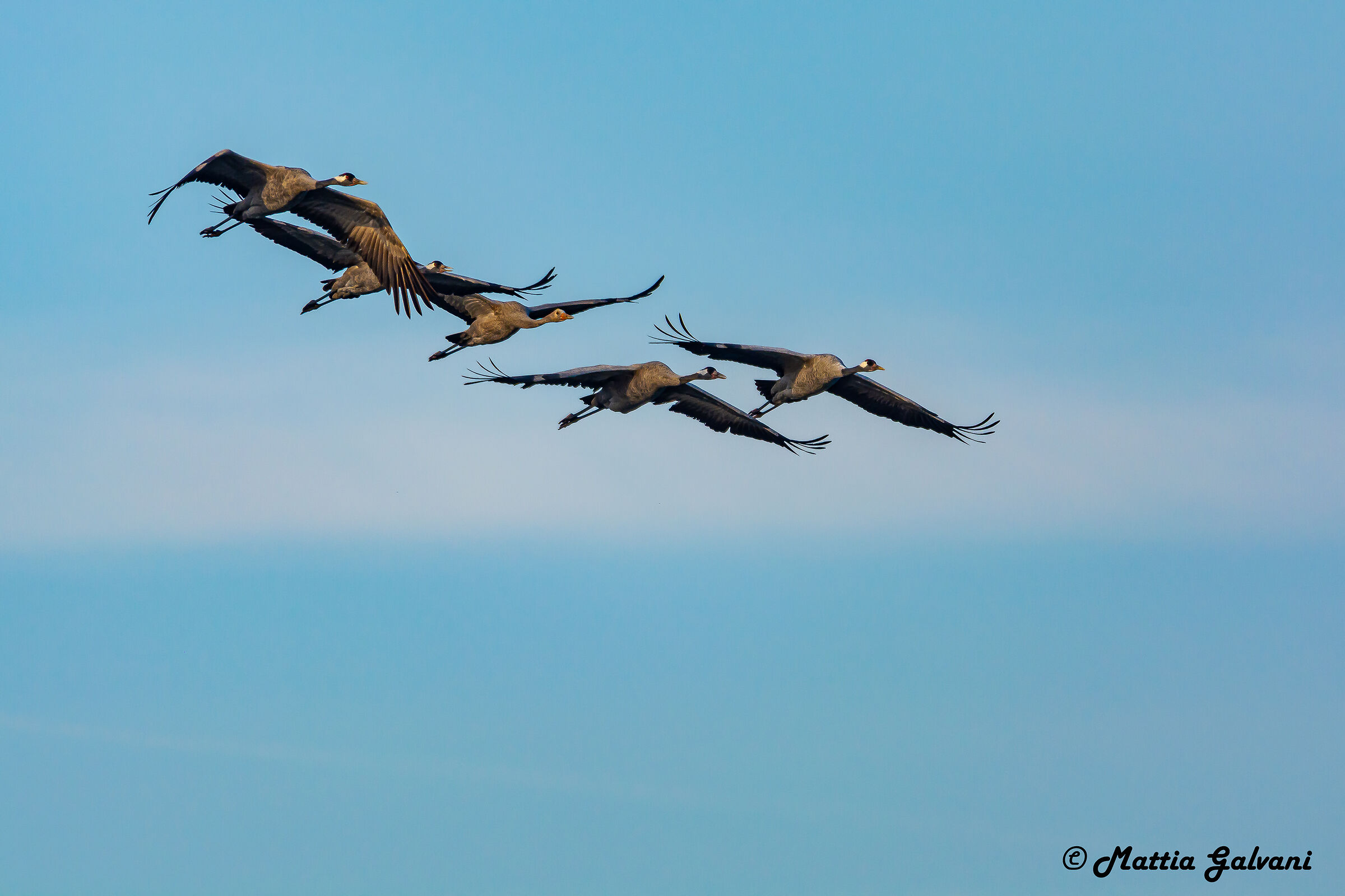 Flock of Cranes...