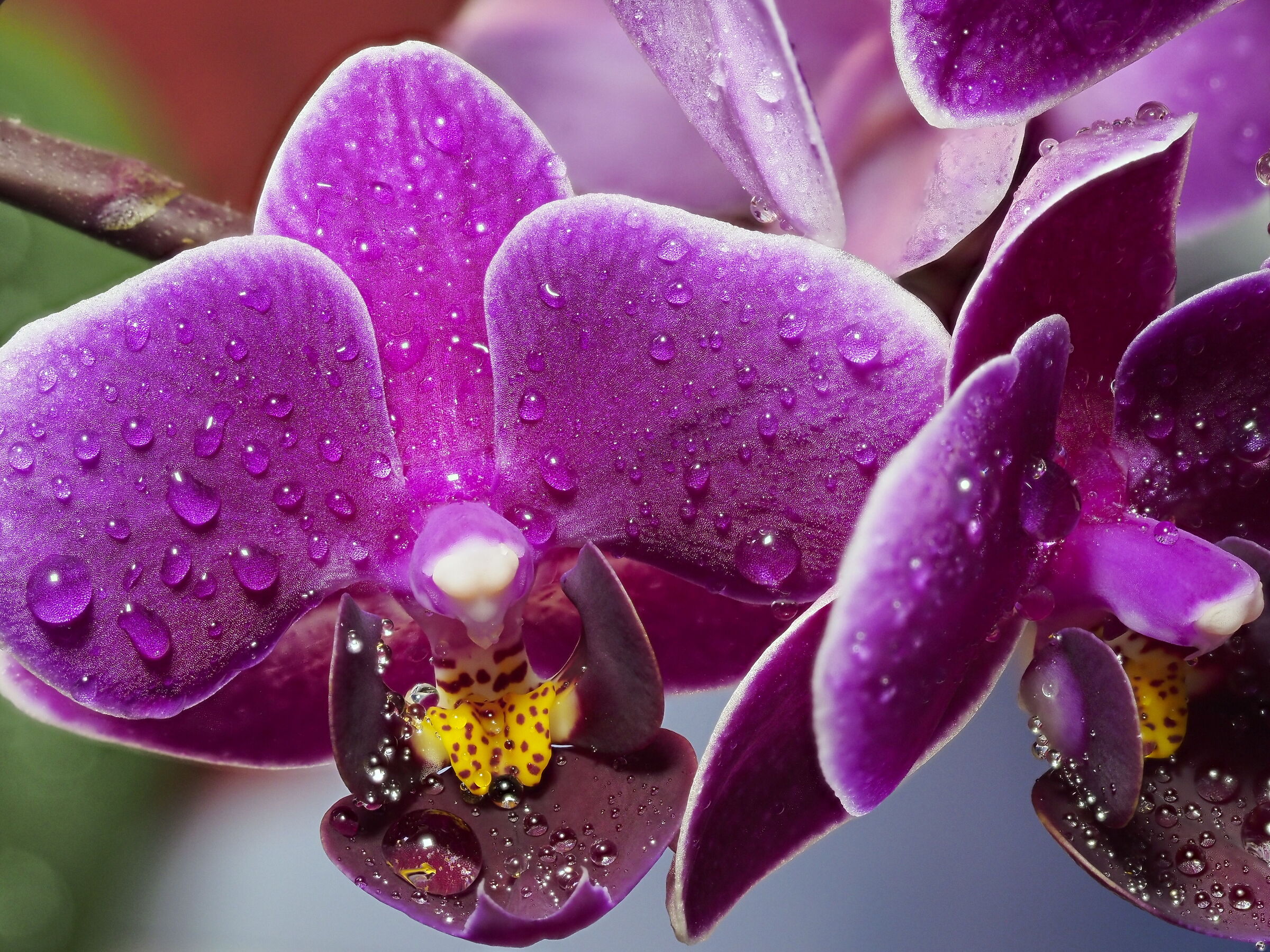 Piccole orchidee...