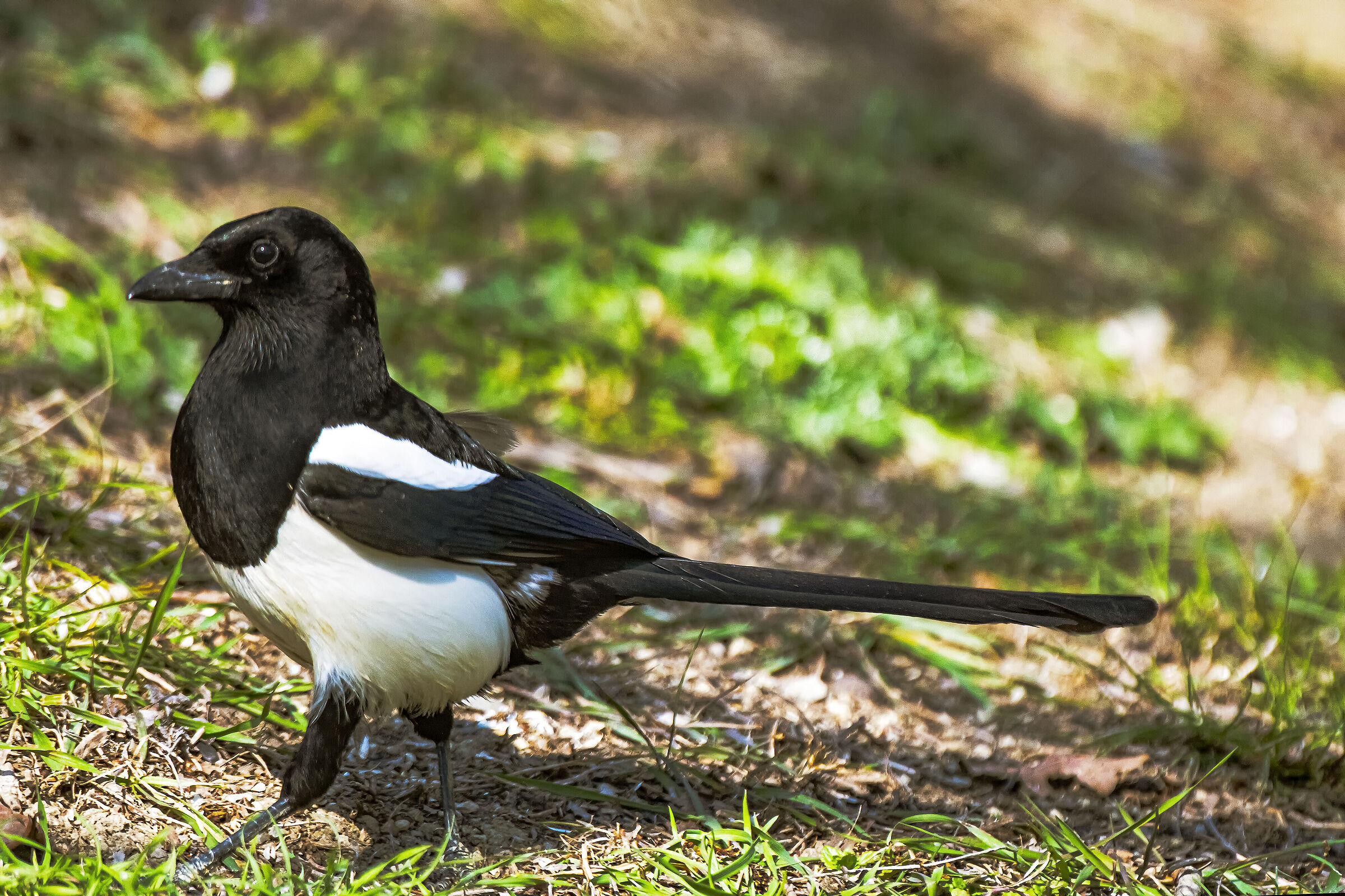 The Magpie thief...