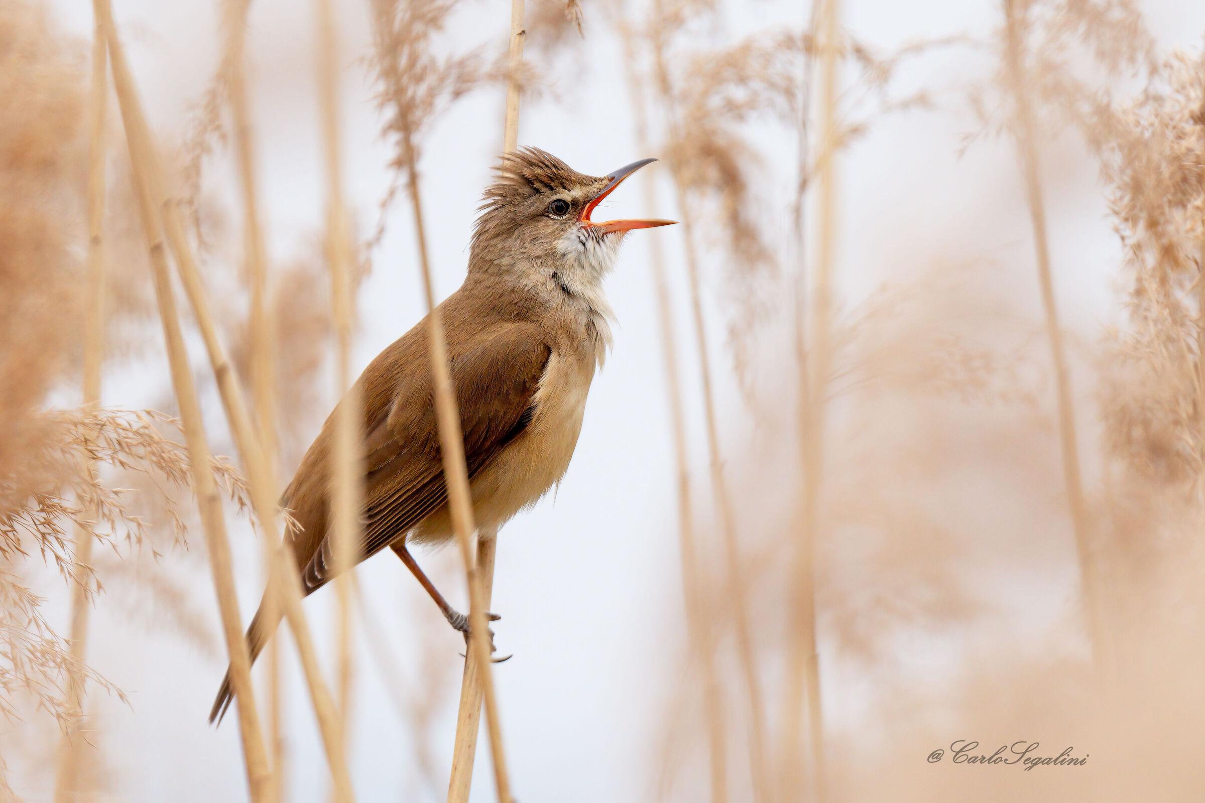 The soloist of the reeds...