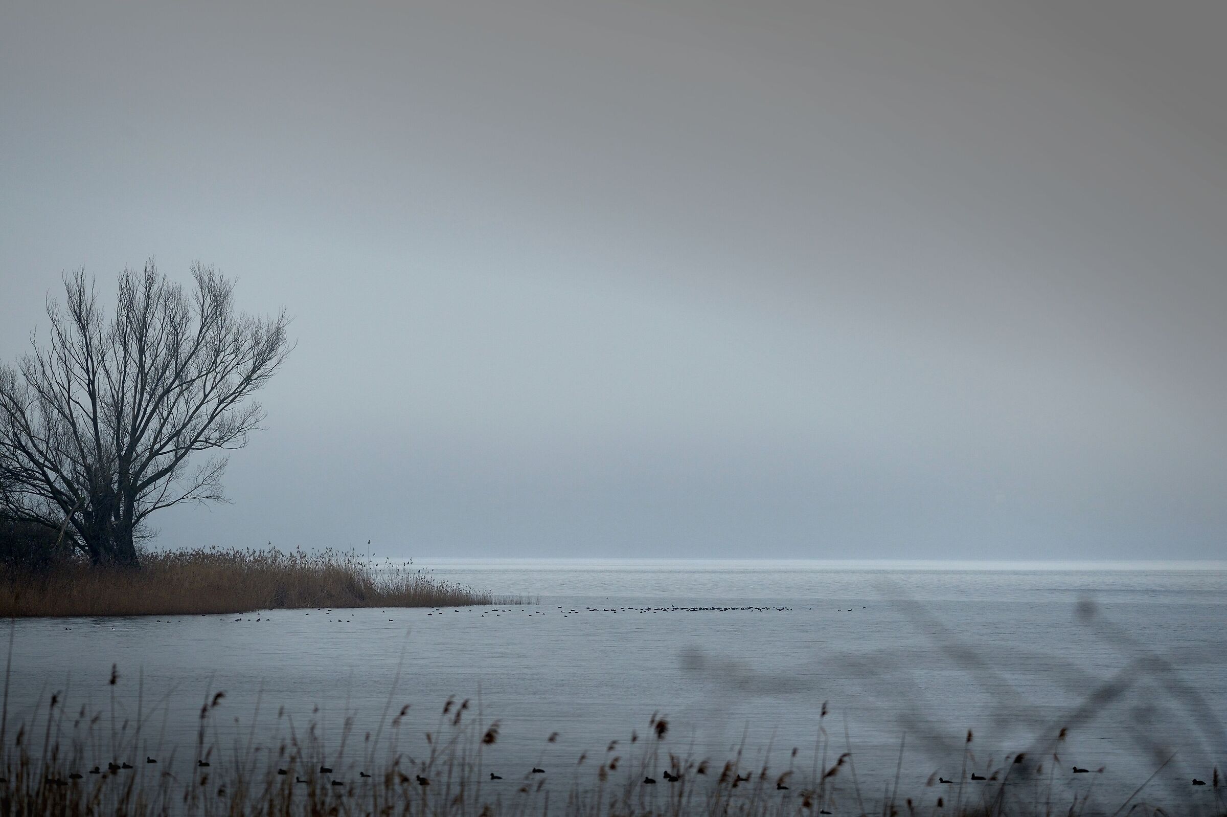 Nebbia sul lago di Vico...