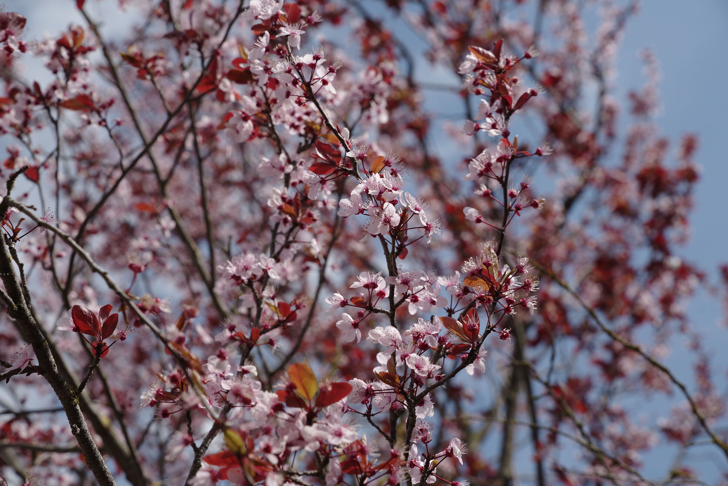 Almond blossom...