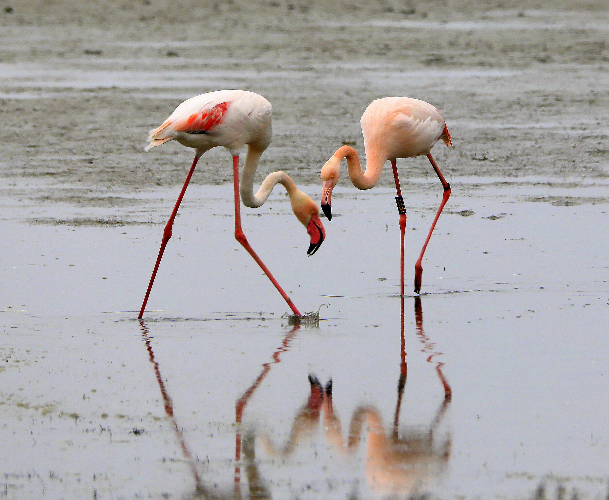 THE DANCE OF THE FLAMINGOS...