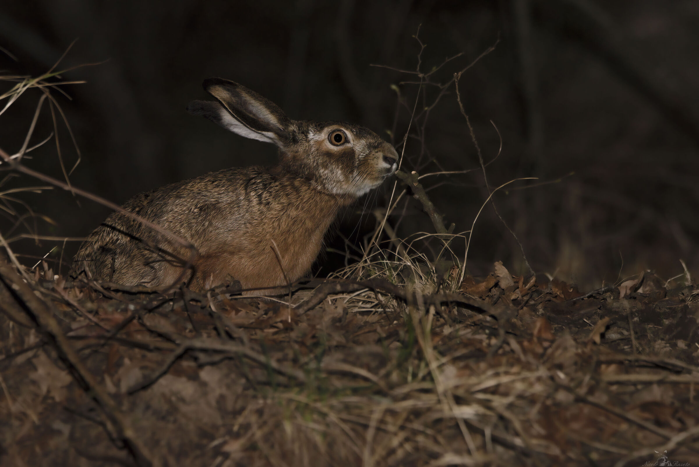 European Hare...