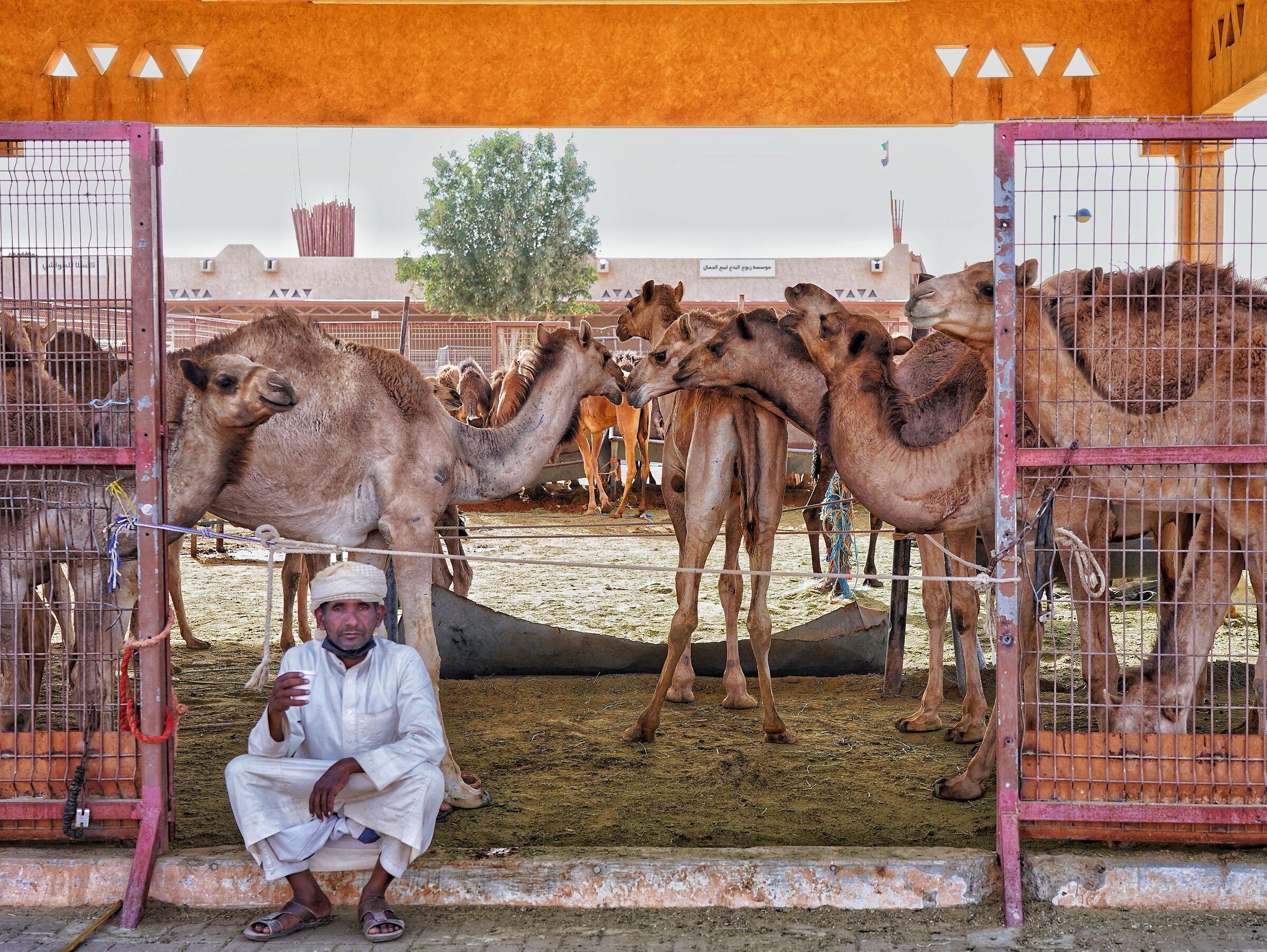 The camel seller...
