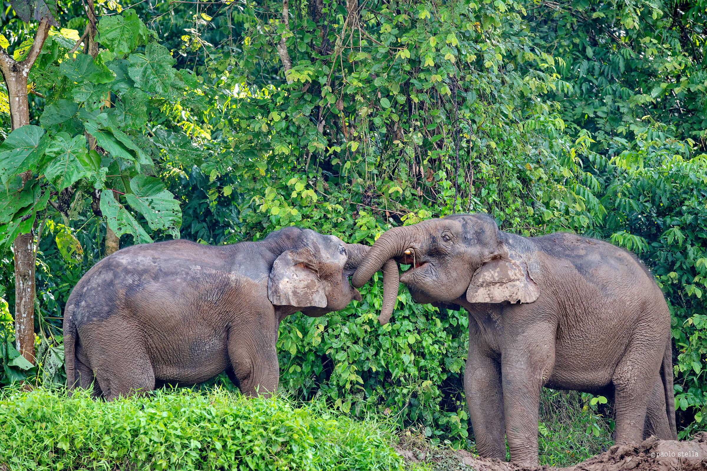 Elefanti pigmei del Borneo...