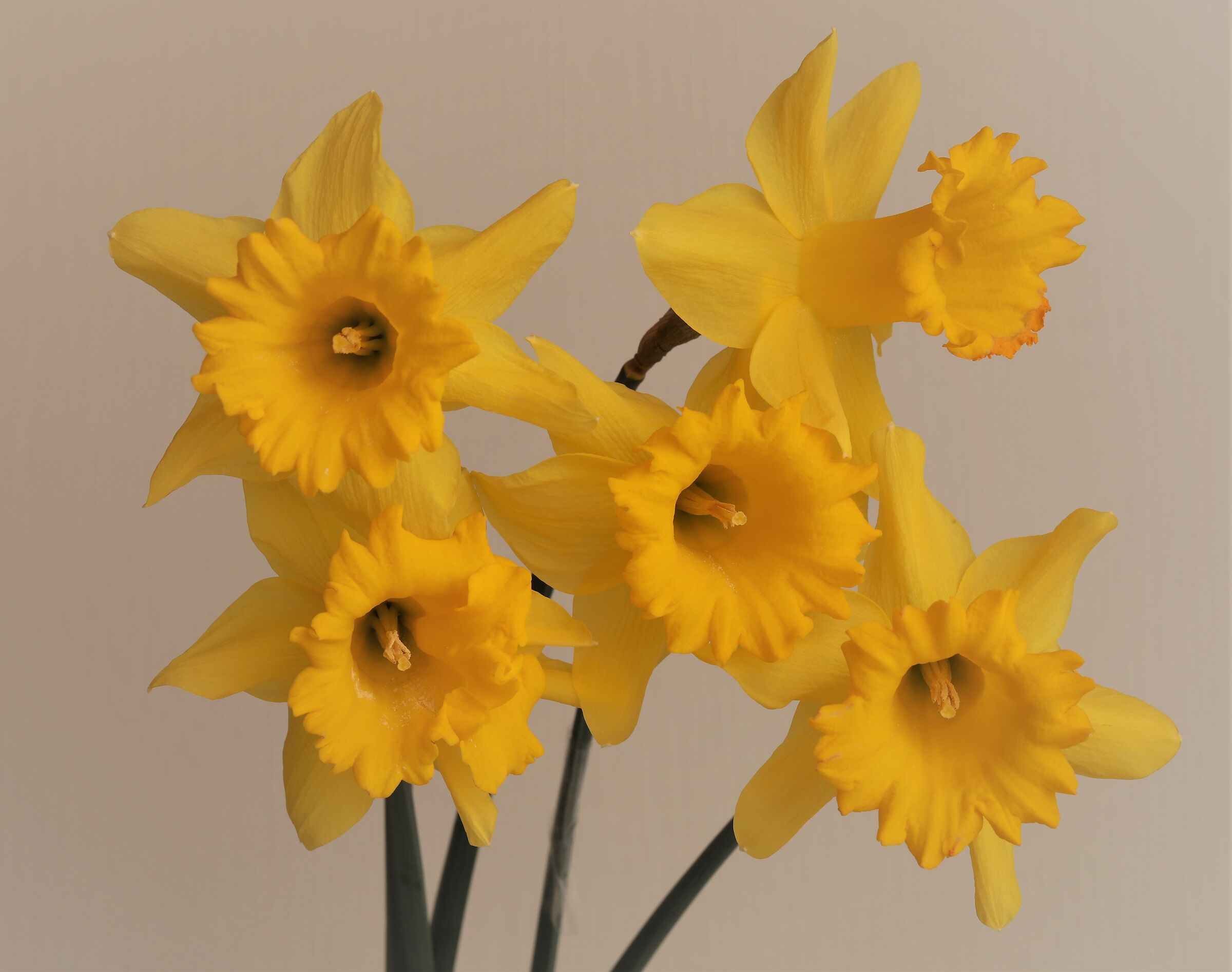 Daffodils 2...
