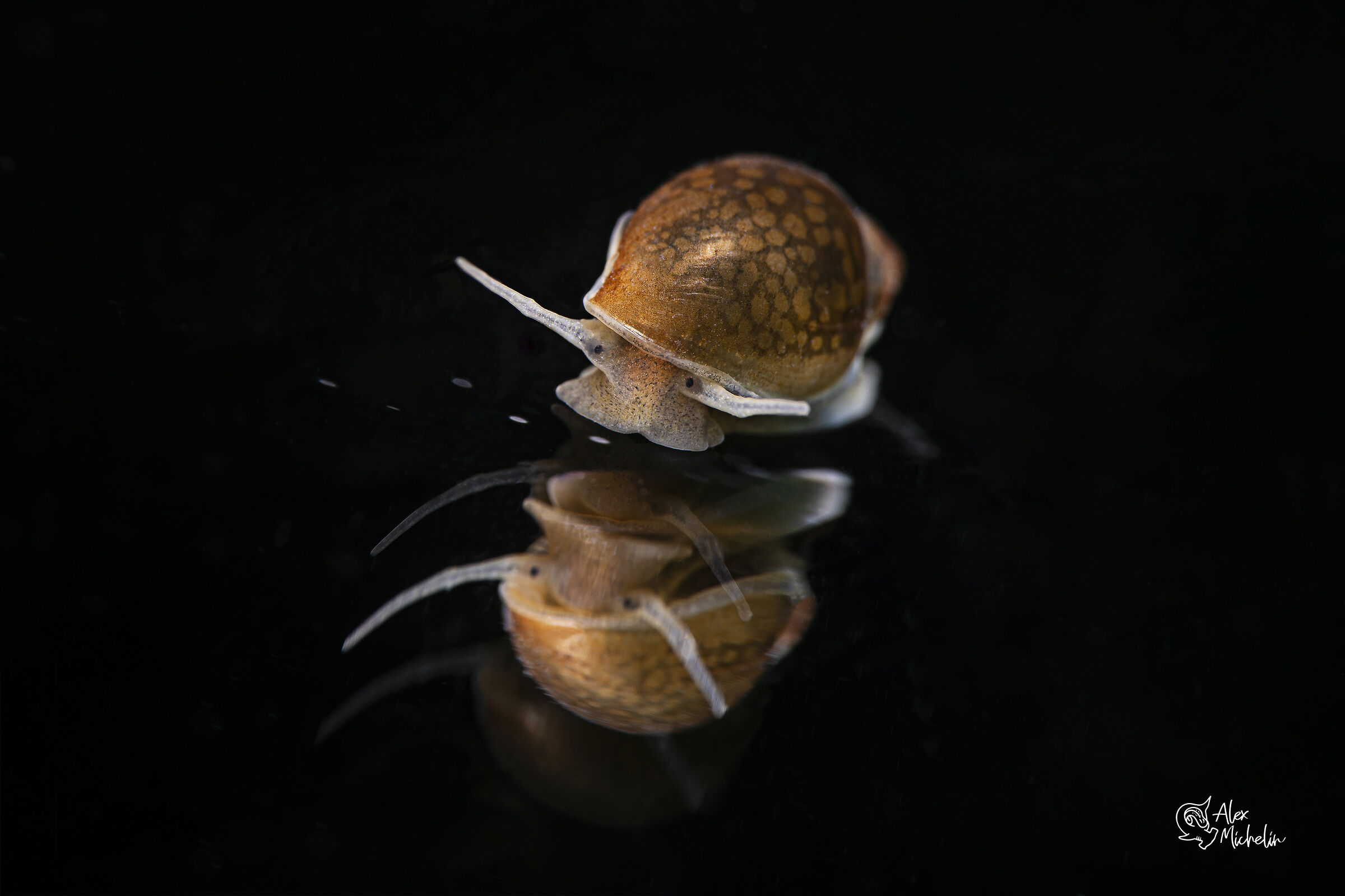 lake snail 2...