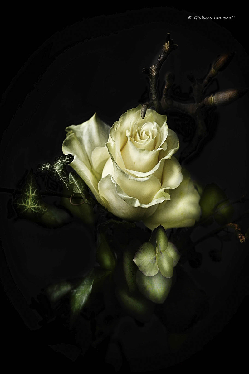 my rose...