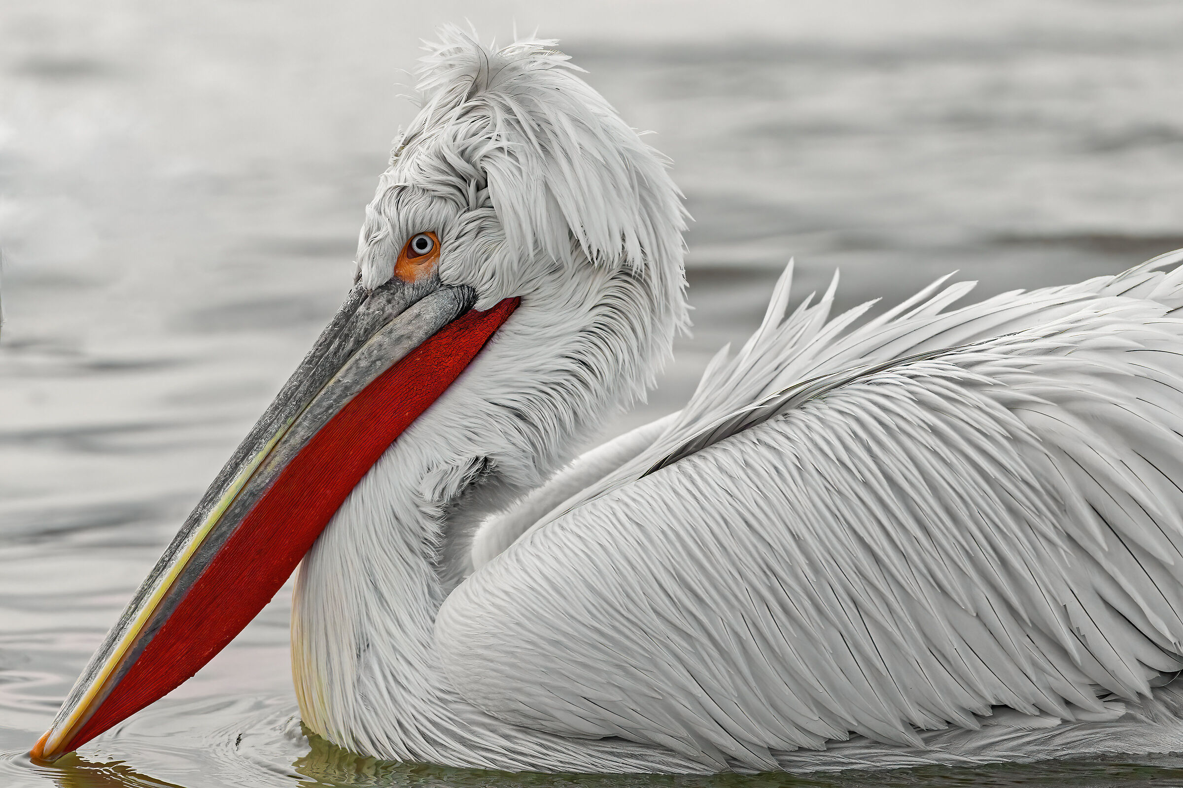 Curly pelican ...