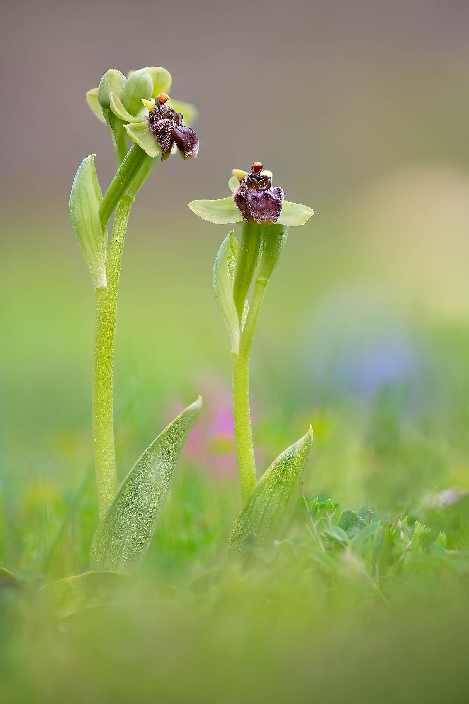 Ophrys bombiliflora...