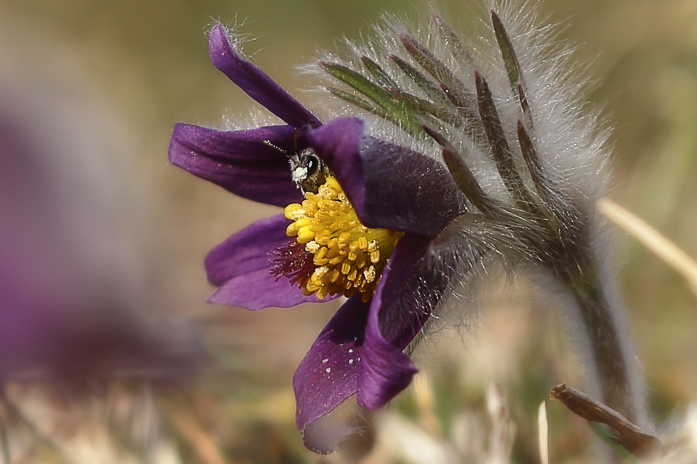 Pulsatilla with guest at lunch ...