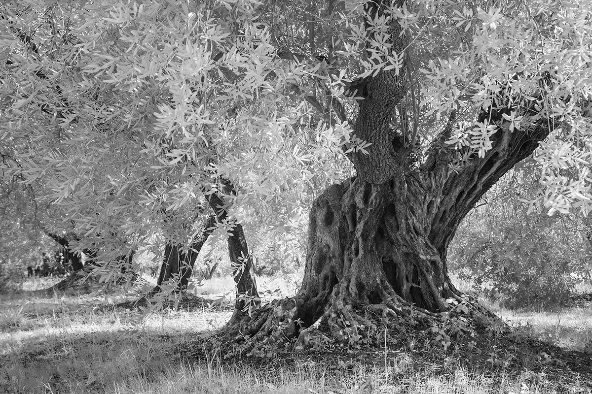 Olive grove...