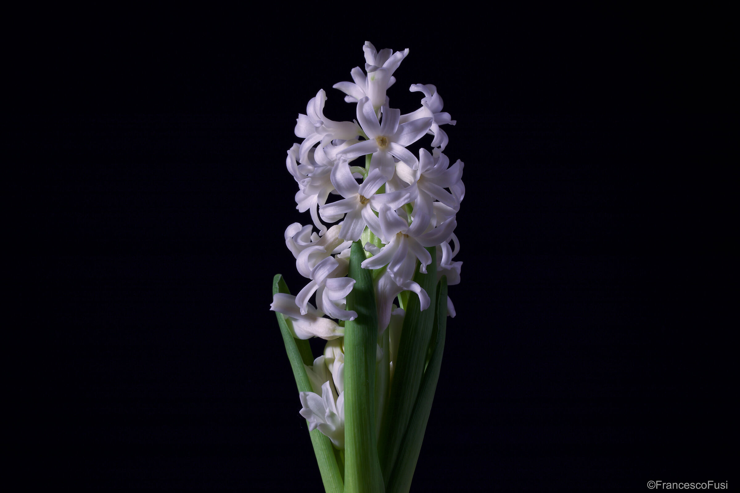 Hyacinth...