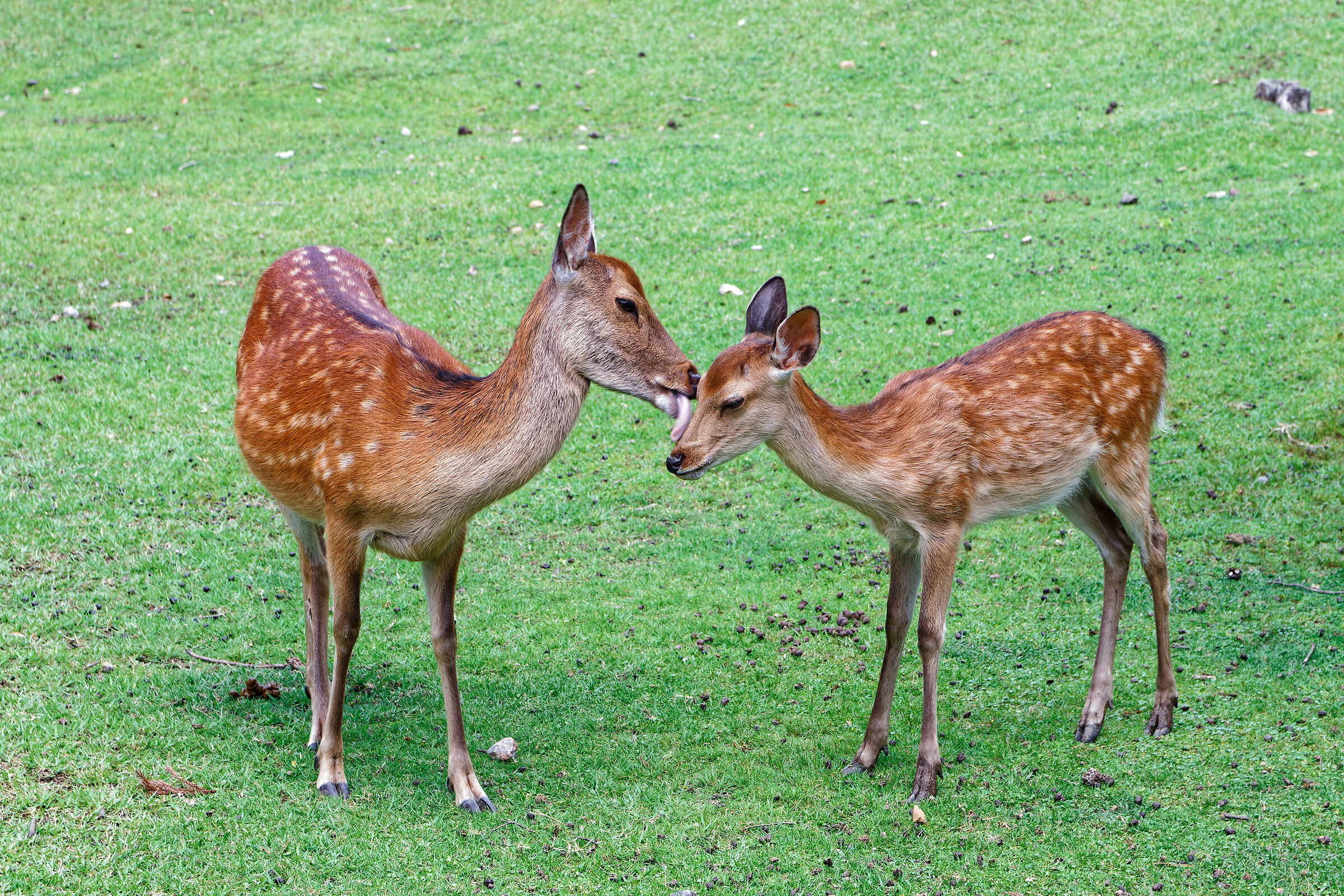 Deer in Nara...