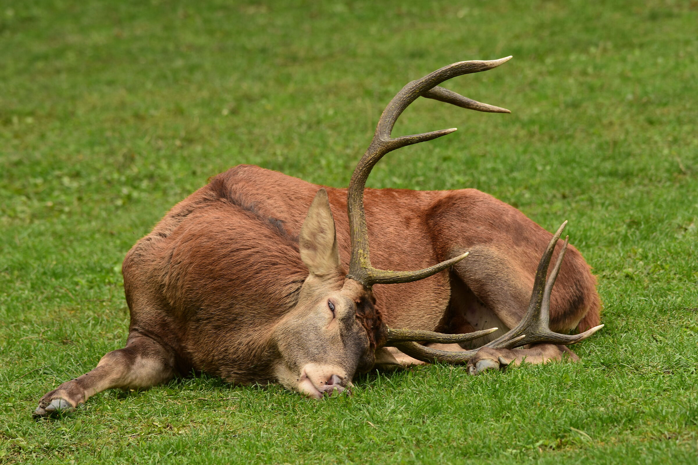 Deer at rest...