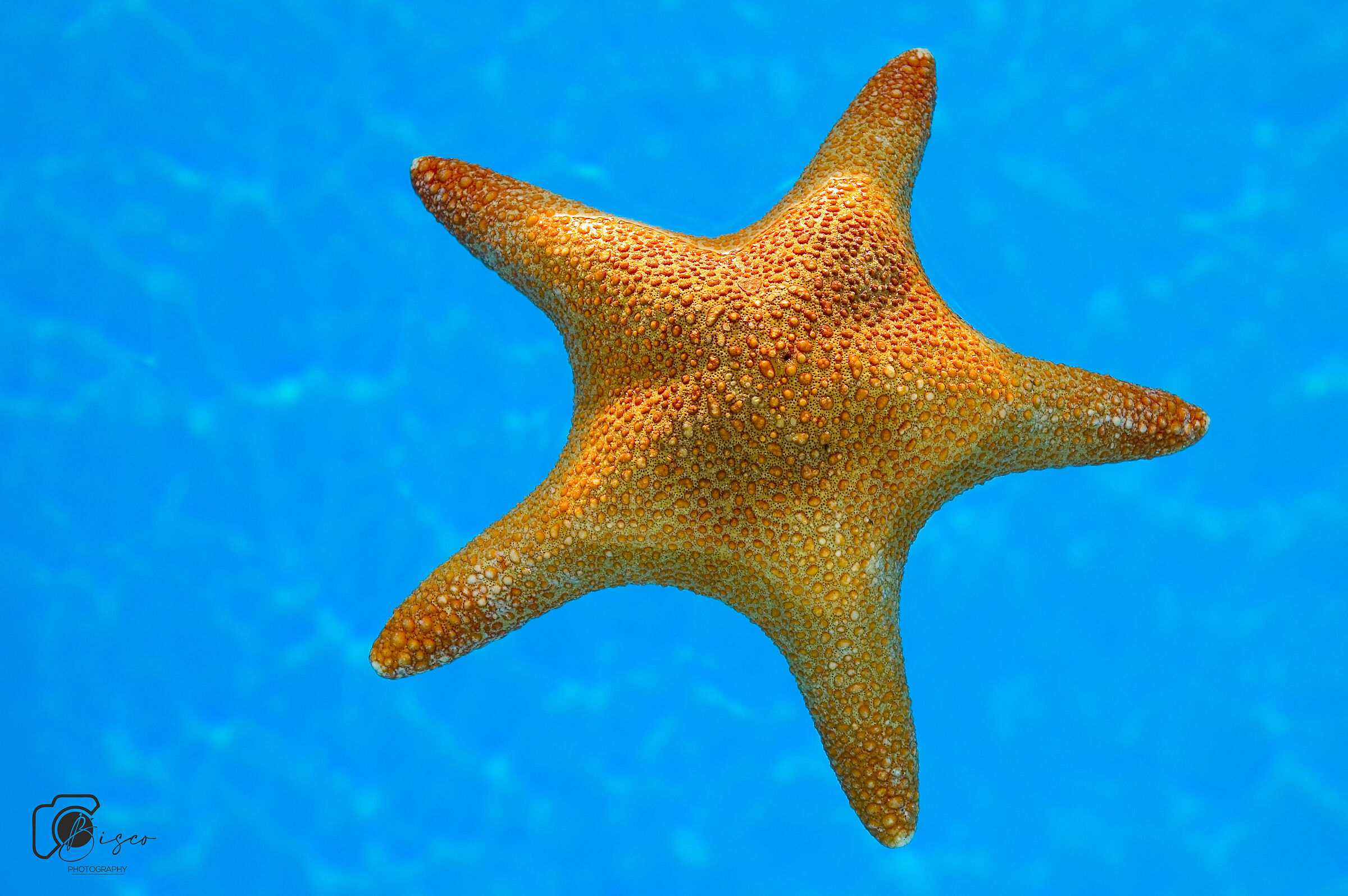 Starfish...