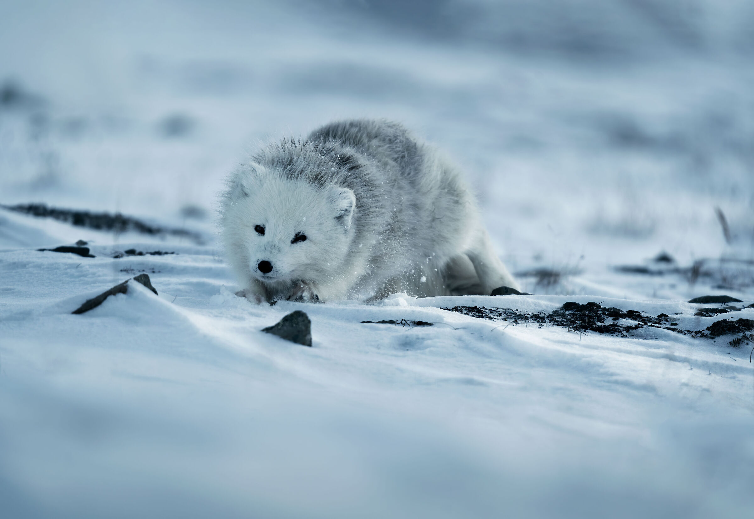 Arctic fox ...