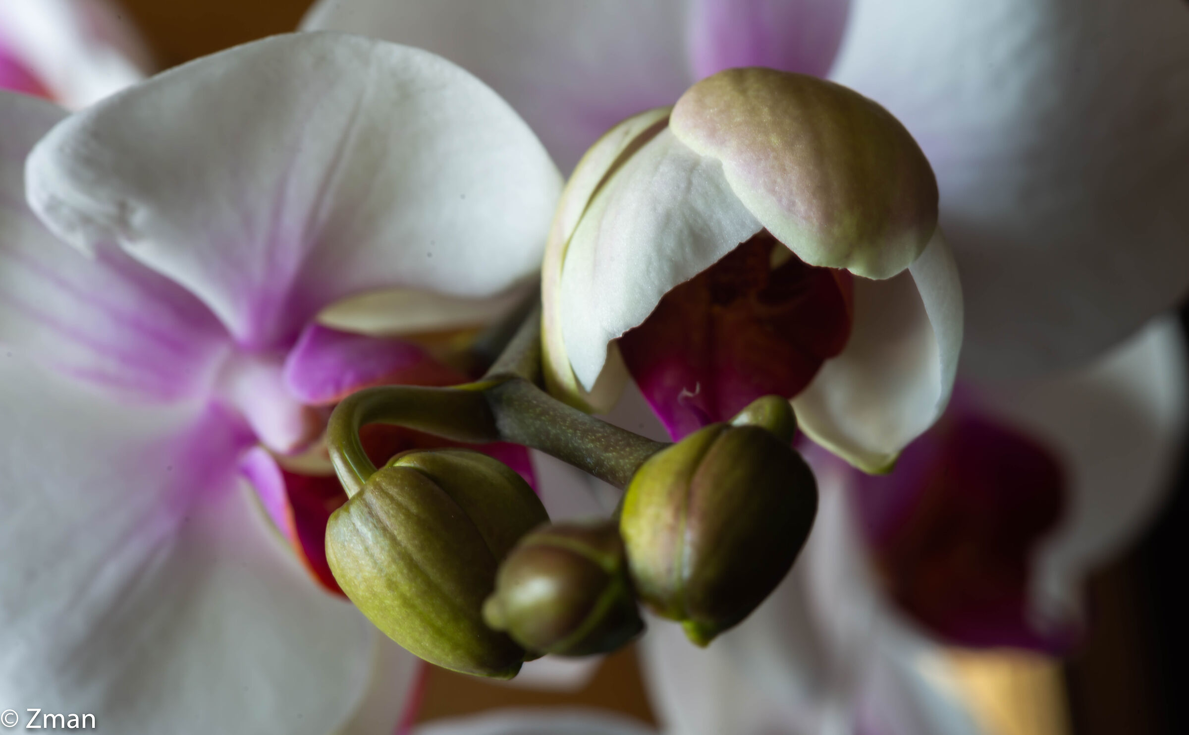 Orchids...