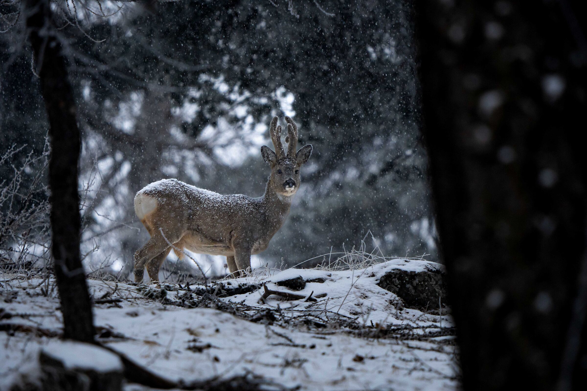 Roe deer under the snow...