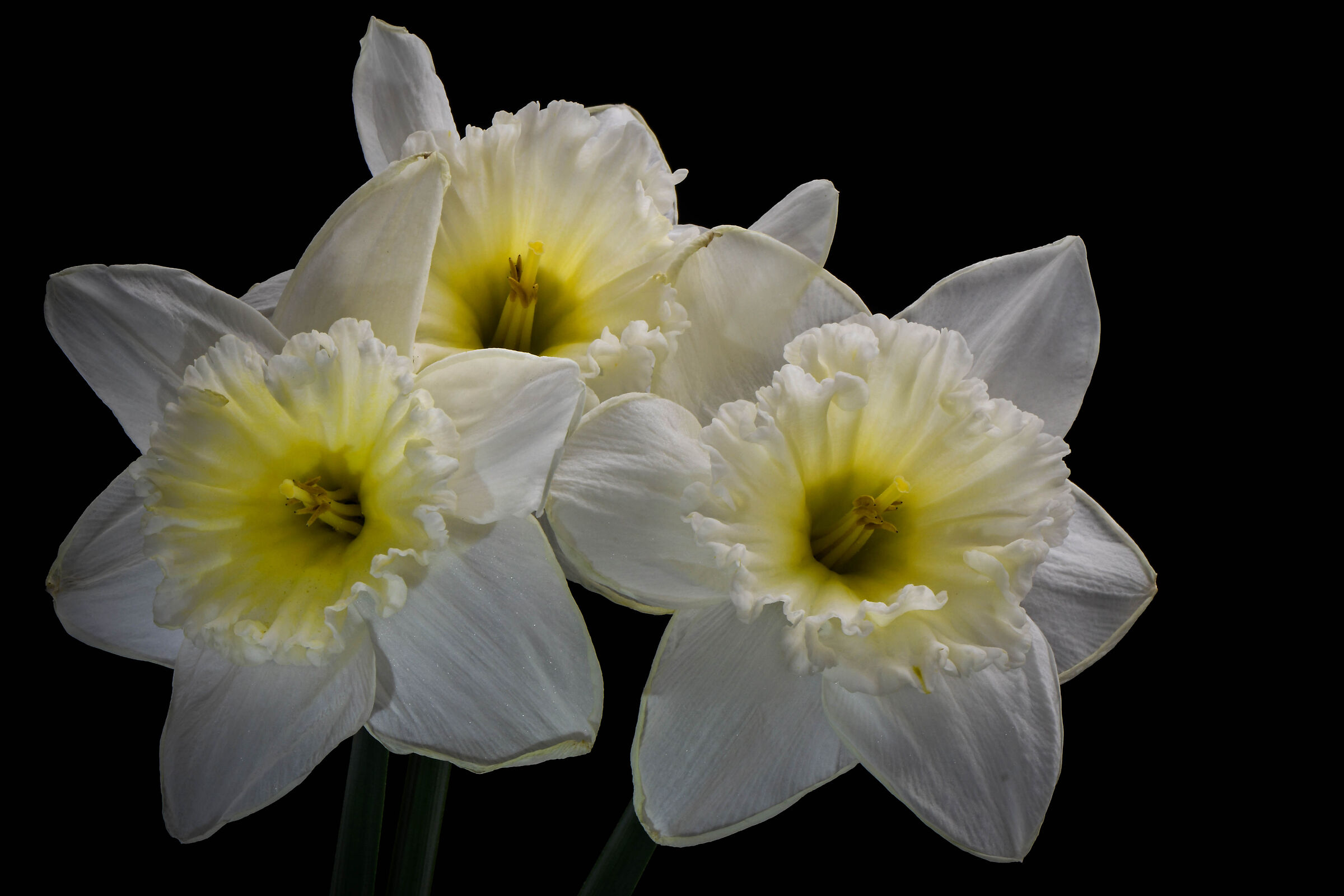 Tris of mature Daffodils....