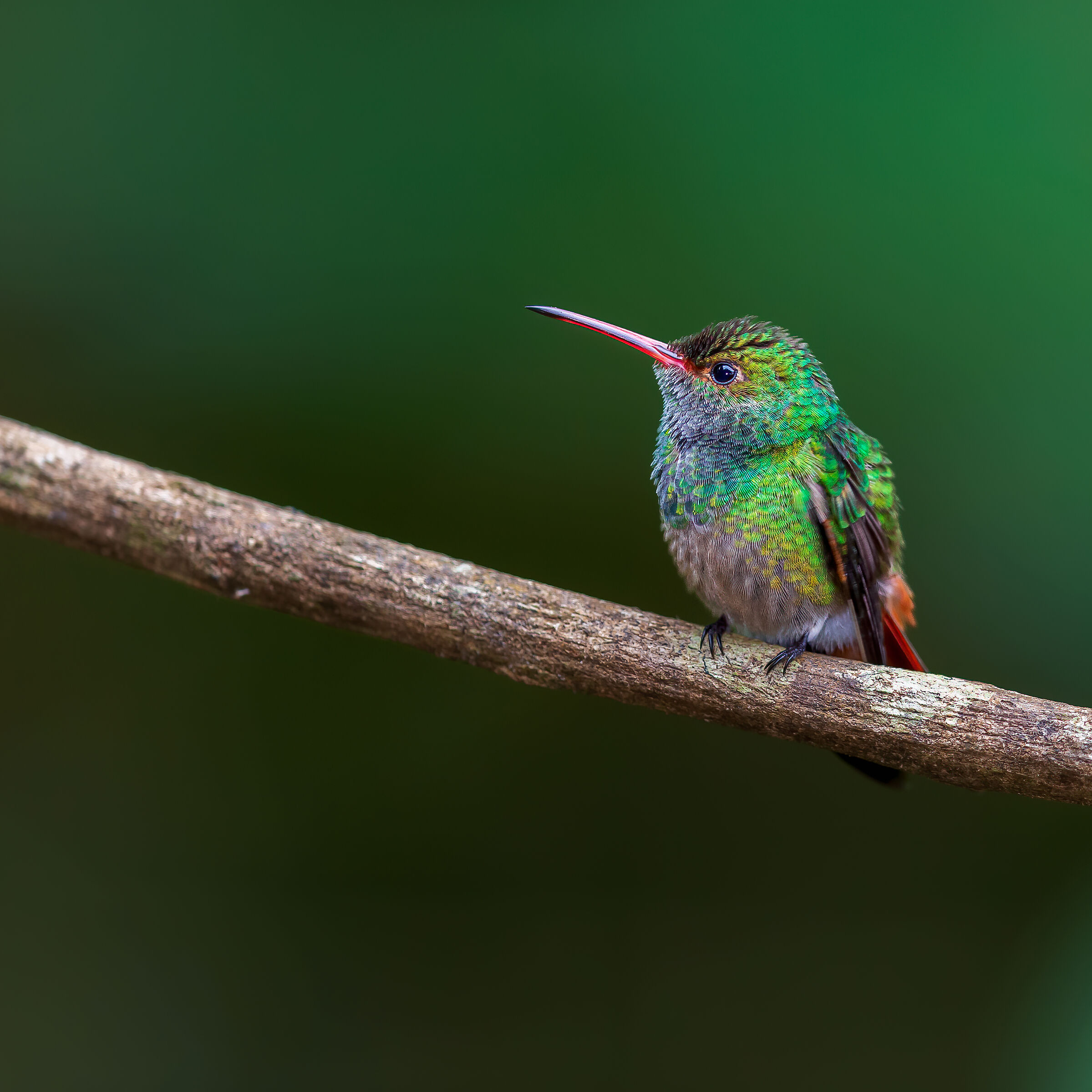 Rufous-tailed hummingbird (Amazilia tzacatl)...