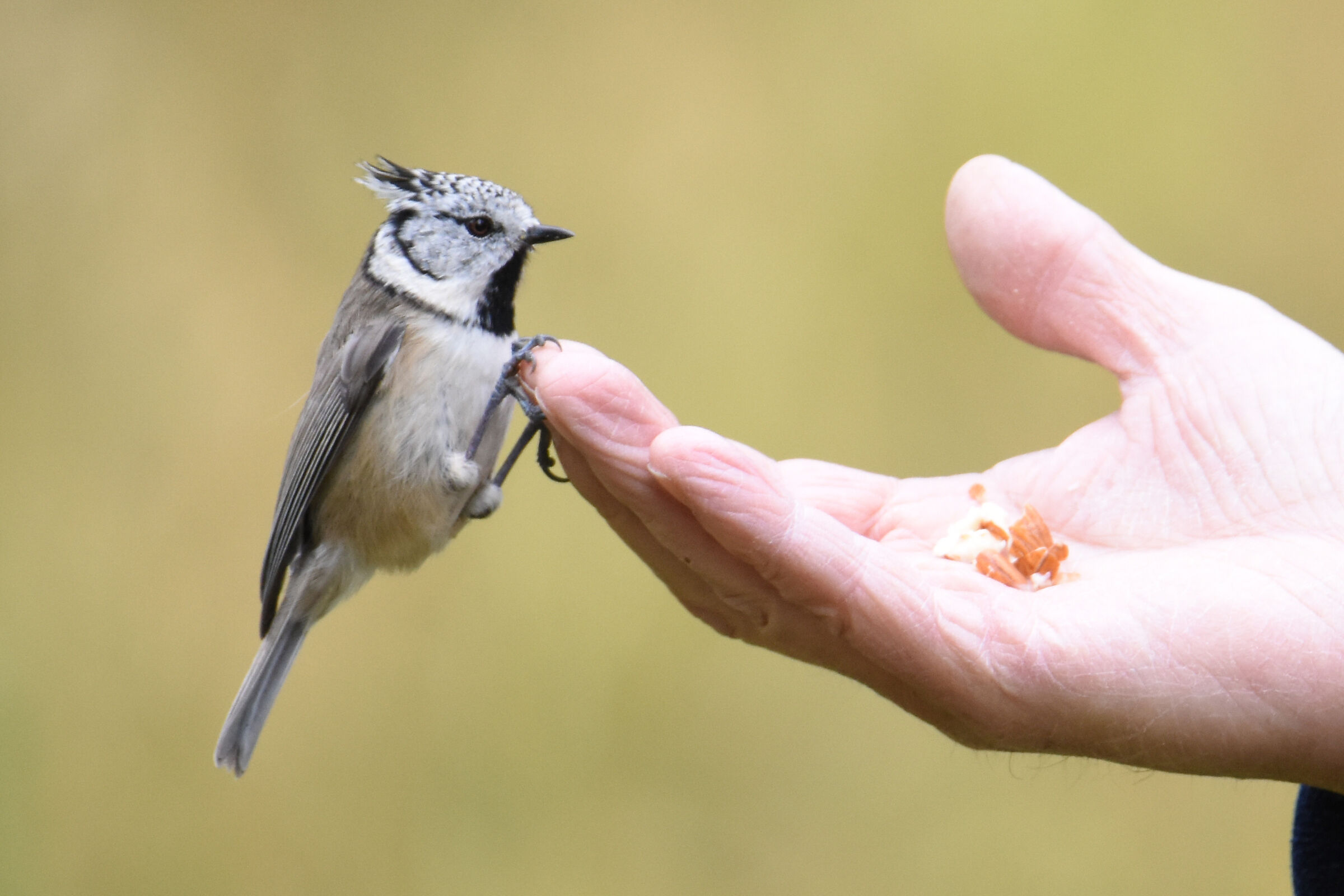 APPRENTICE FALCONER...