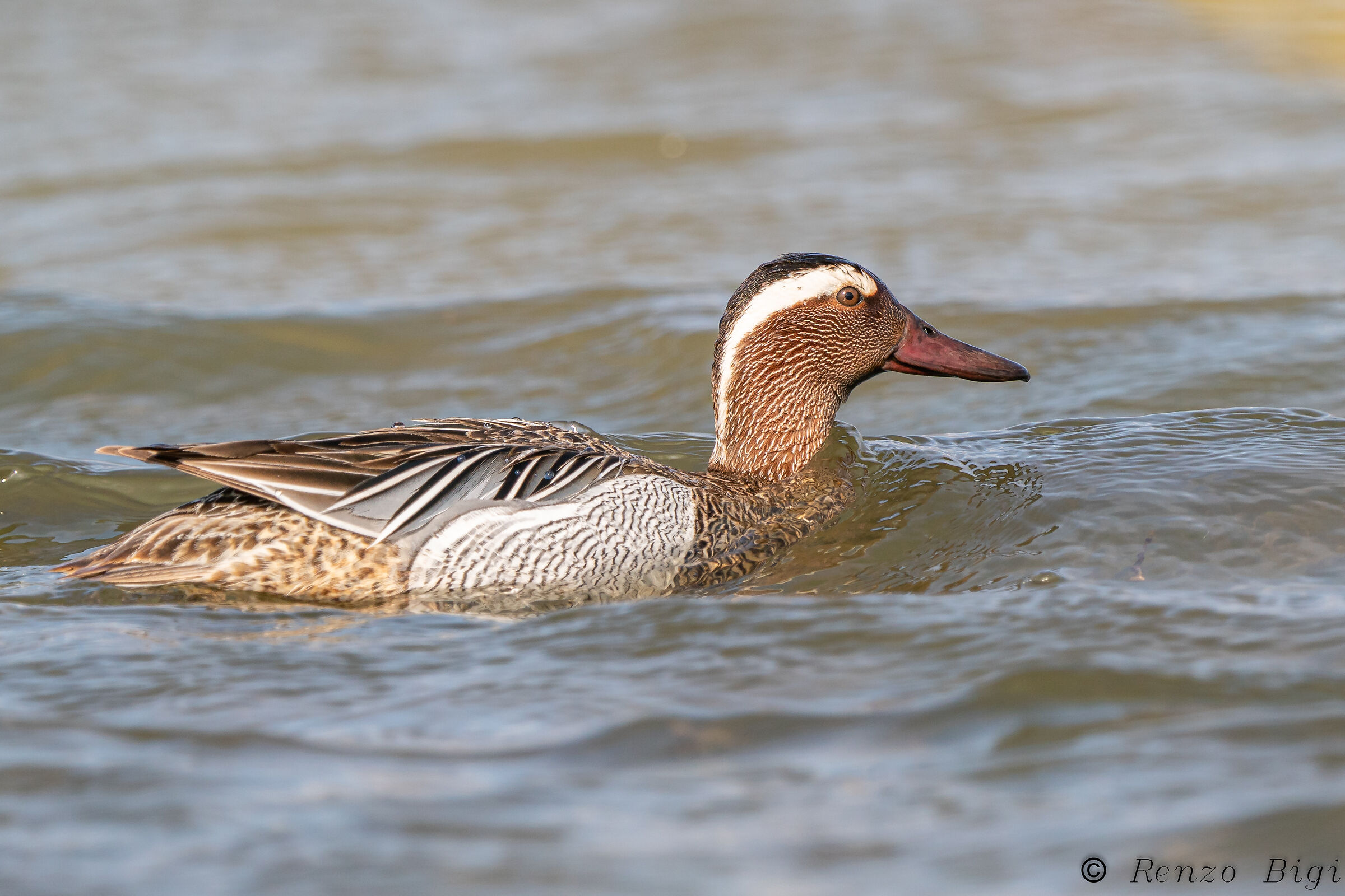 Garganey...