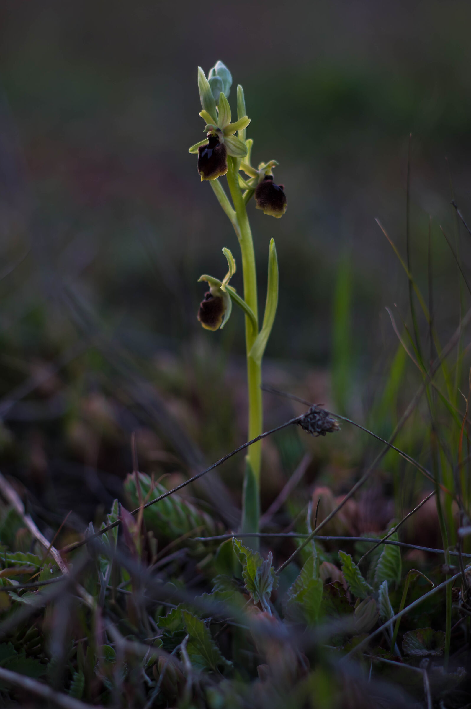 Ophrys spp....