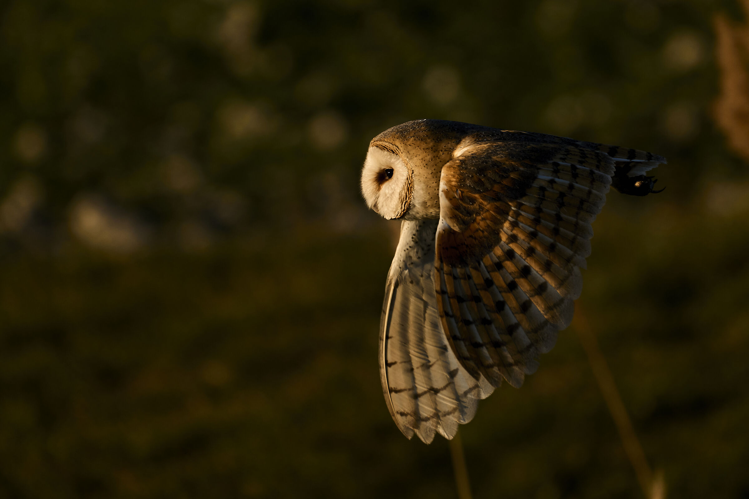 Barn owl at sunset ...