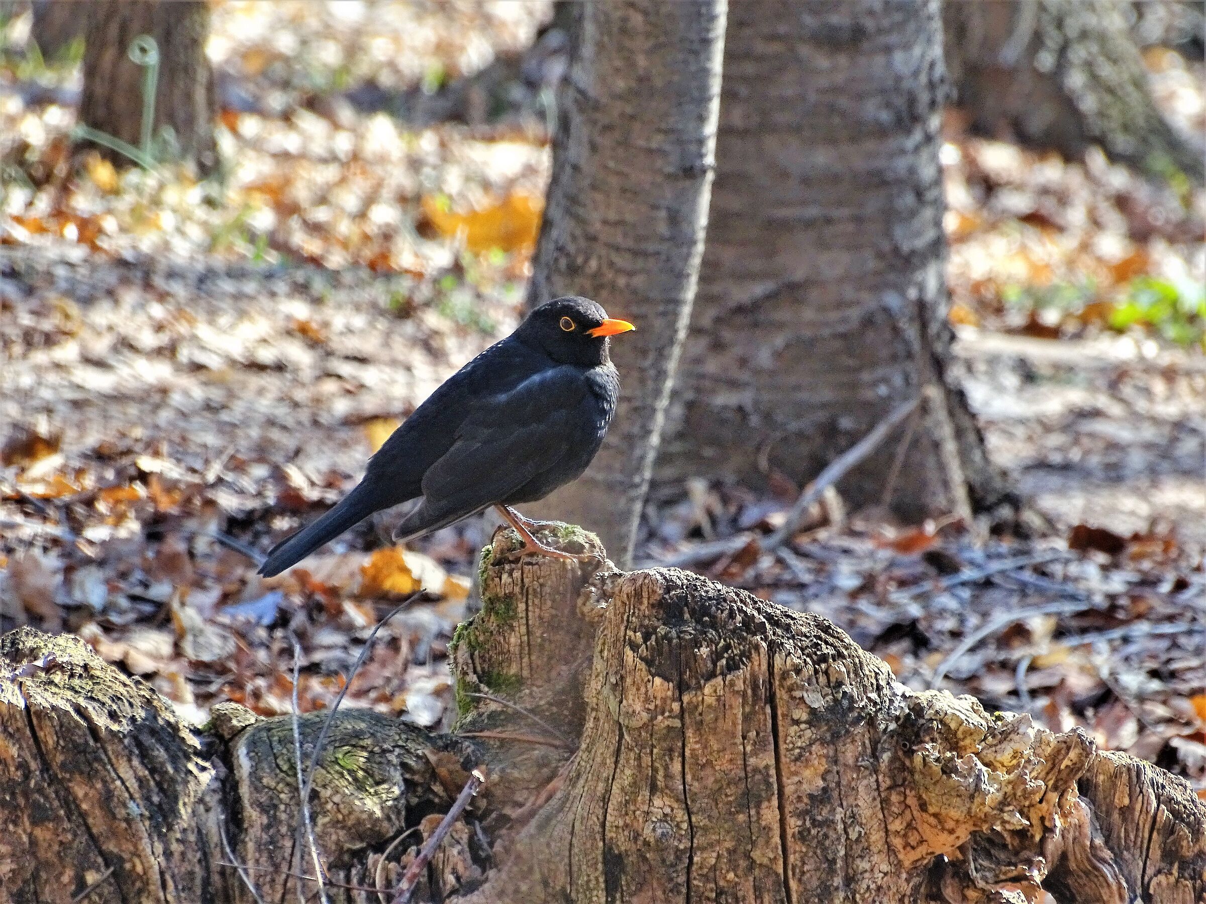 Blackbird ...