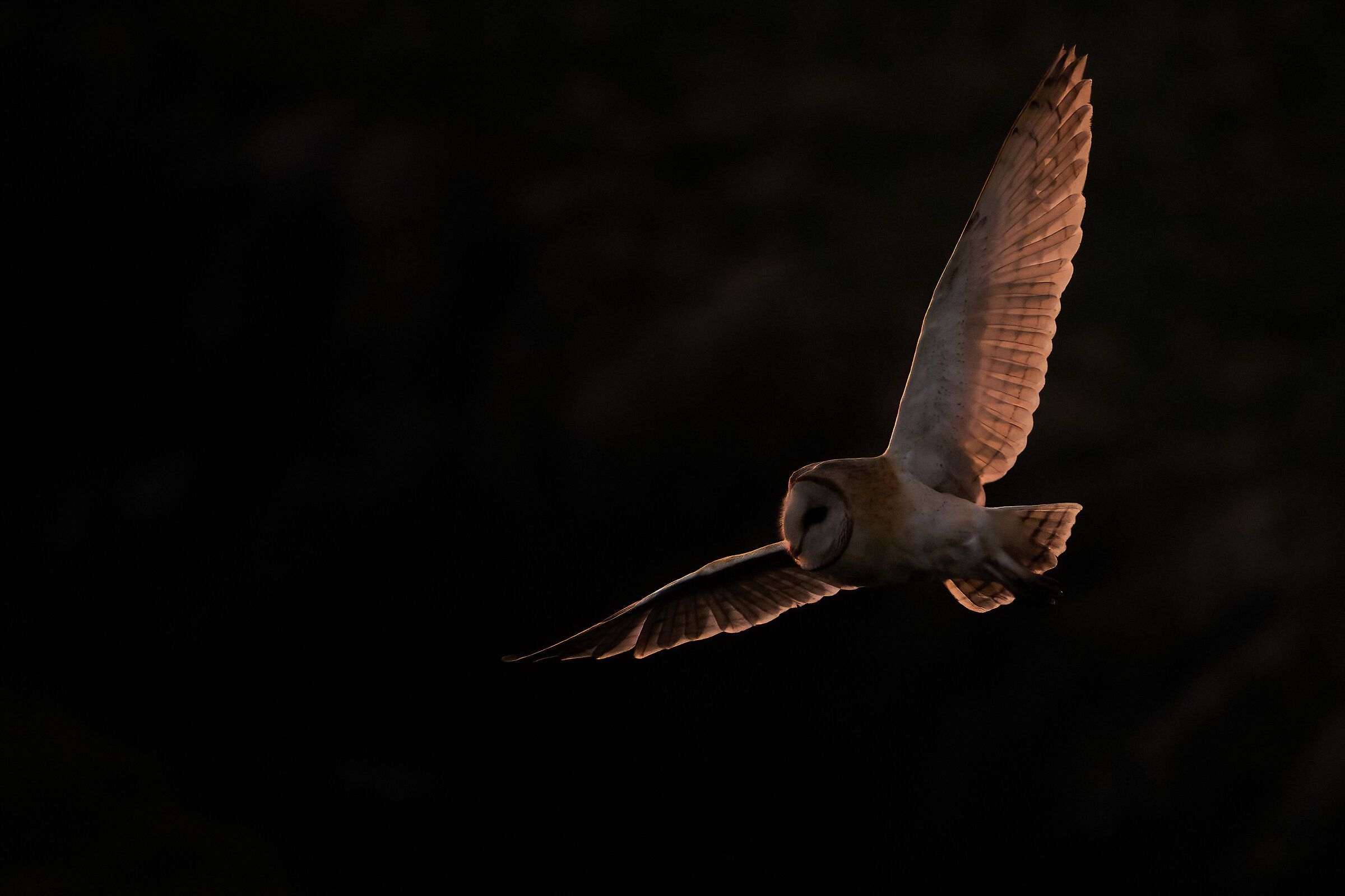 Barn owls in backlight at sunset...